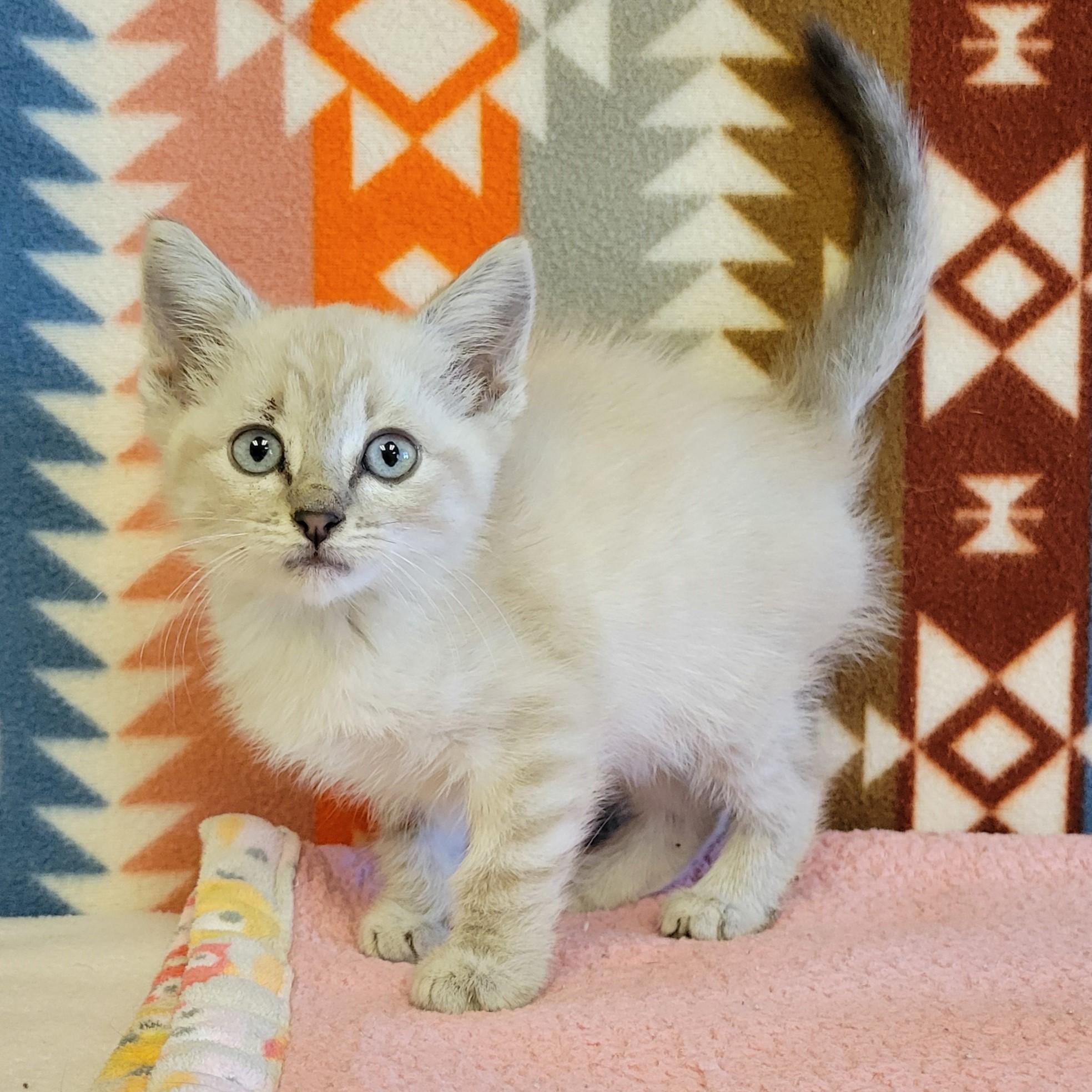 Rory, ADOPTABLE, Young Female Domestic Short Hair & Siamese.