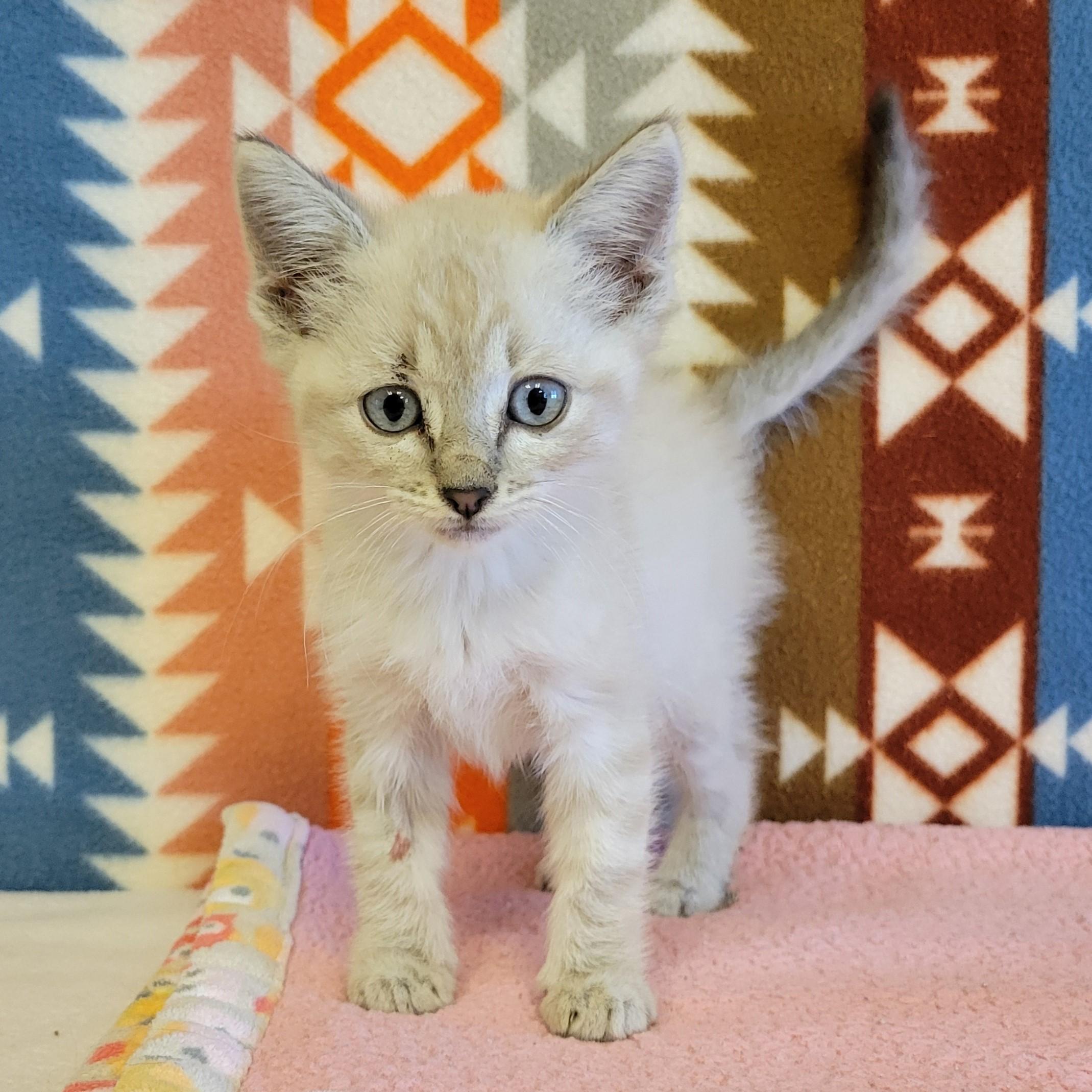 Enlarge Rory, a ADOPTABLE mixed breed in ALPINE, TX image 3/5