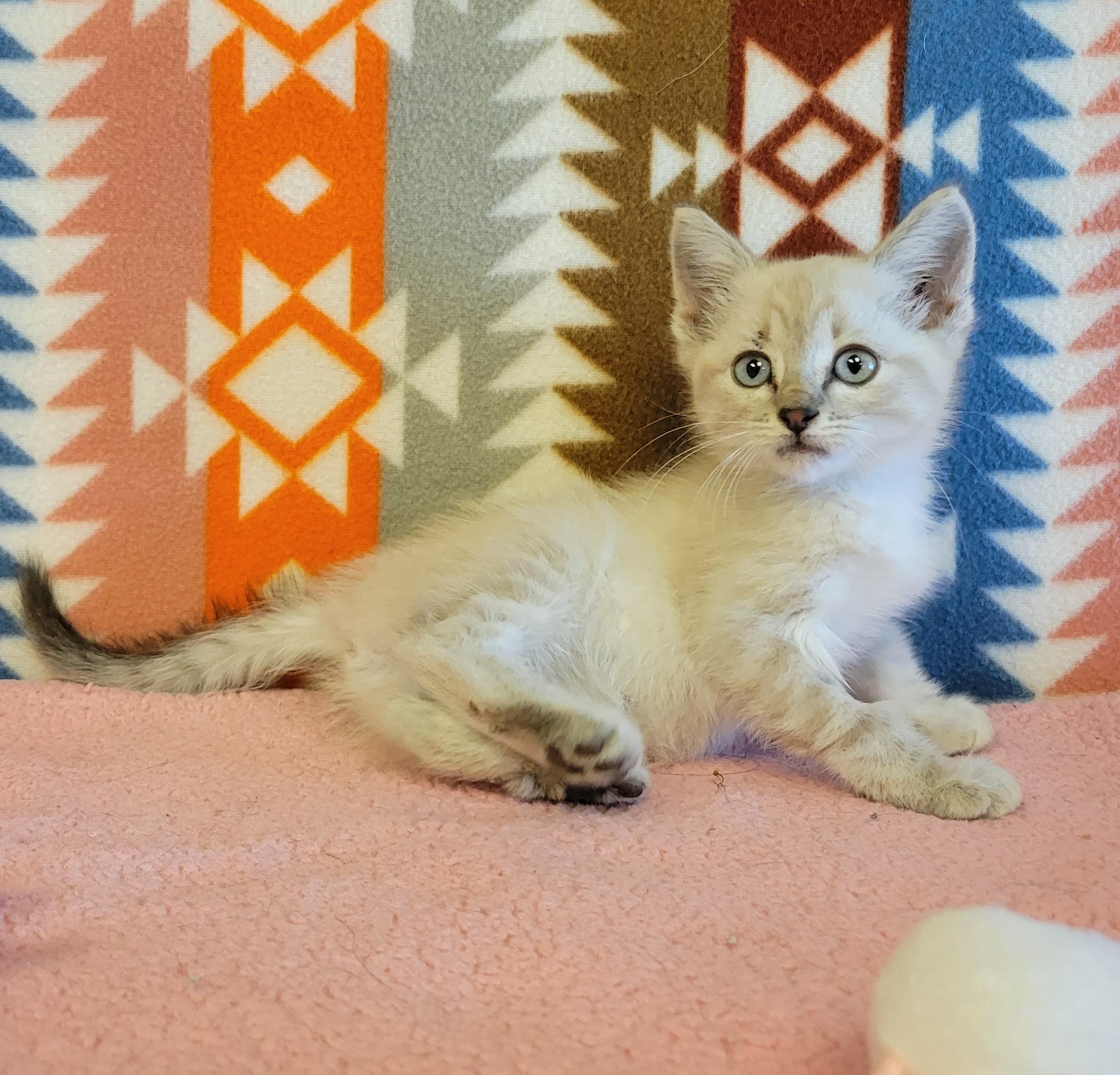 Enlarge Rory, a ADOPTABLE mixed breed in ALPINE, TX image 4/5