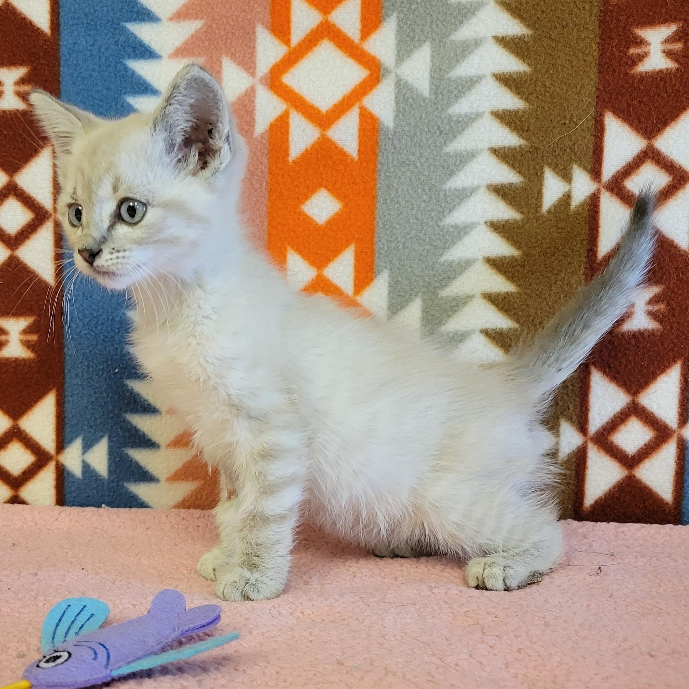 Enlarge Rory, a ADOPTABLE mixed breed in ALPINE, TX image 2/5