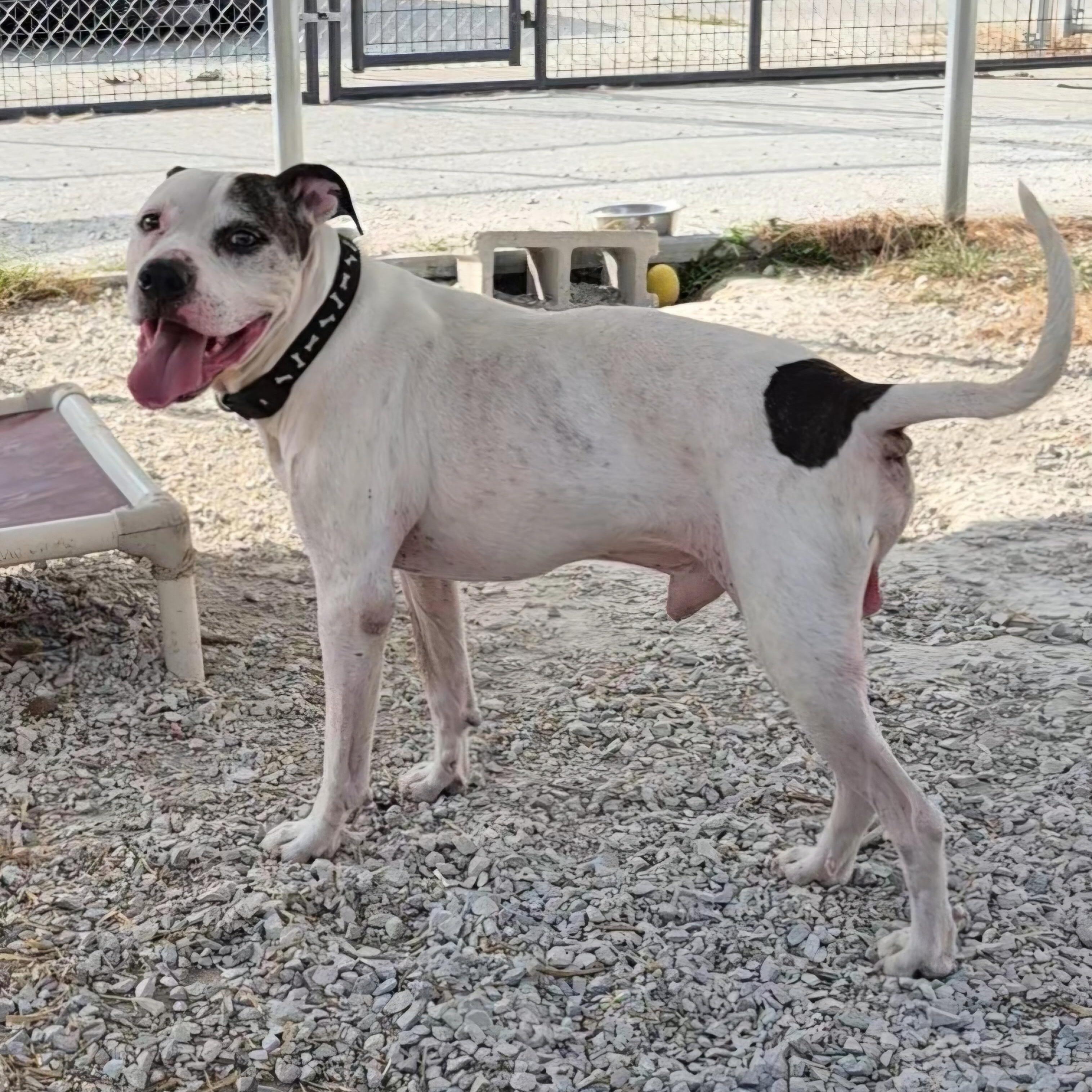 Enlarge Spike, a Adoptable mixed breed in Clay City, KY image 4/5