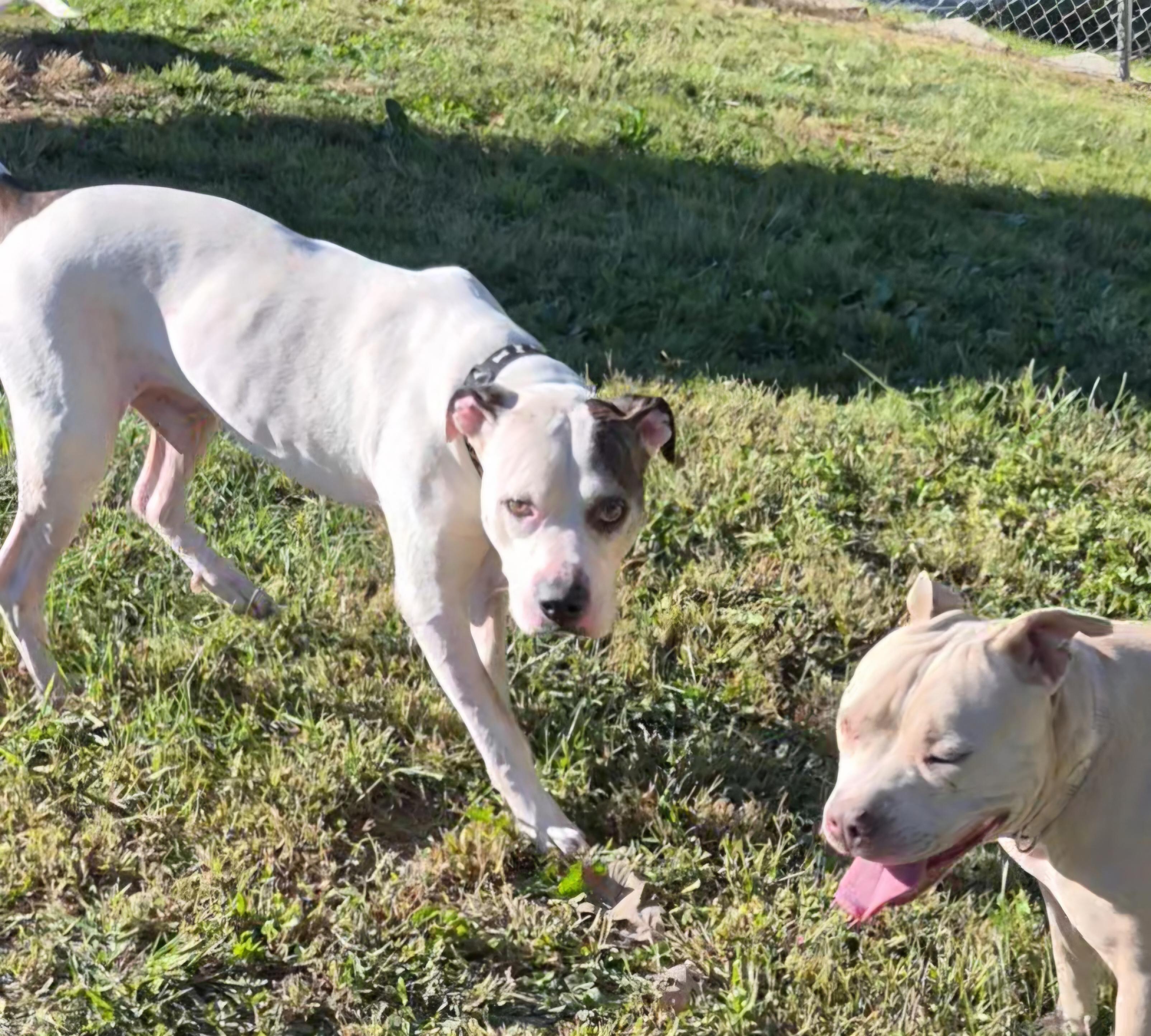 Enlarge Spike, a Adoptable mixed breed in Clay City, KY image 2/5
