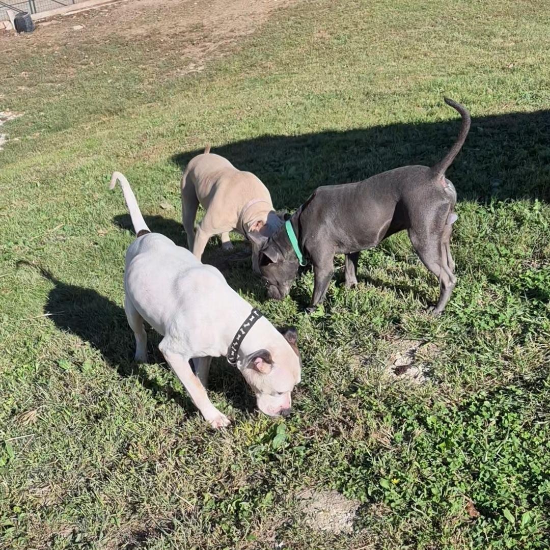 Enlarge Spike, a Adoptable mixed breed in Clay City, KY image 3/5