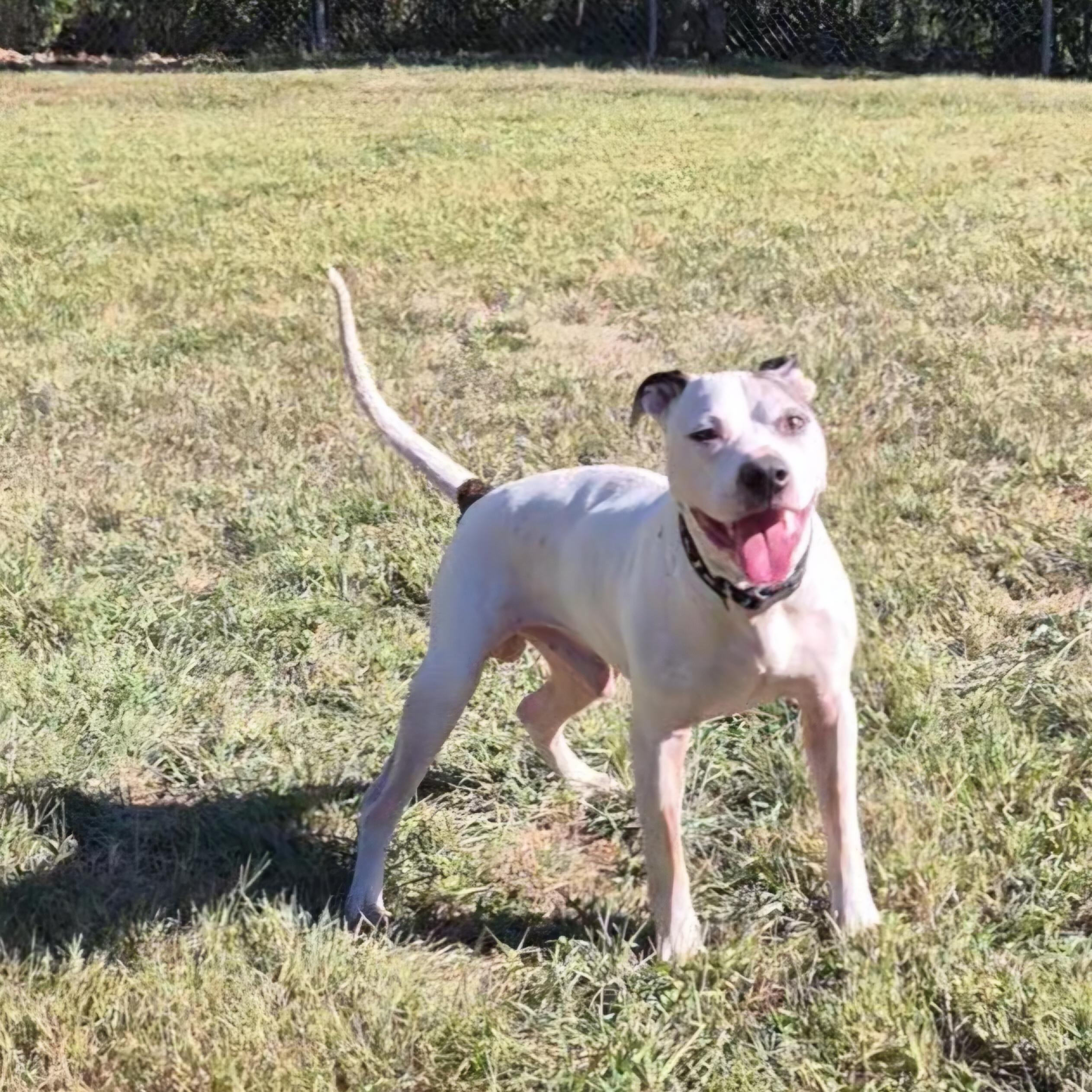 Enlarge Spike, a Adoptable mixed breed in Clay City, KY image 1/5