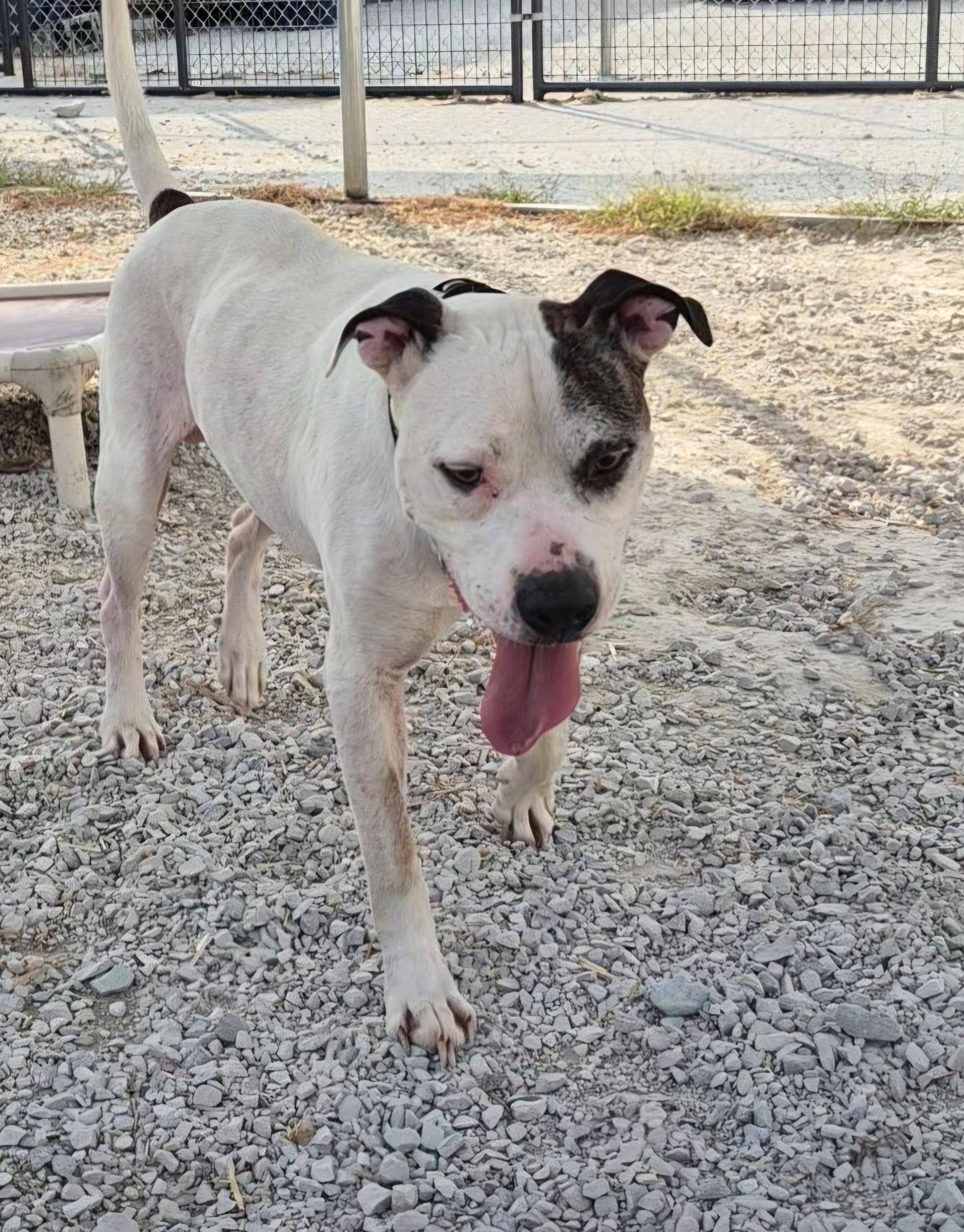 Enlarge Spike, a Adoptable mixed breed in Clay City, KY image 5/5