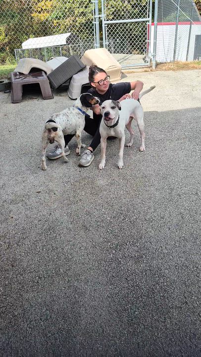 Enlarge Spike, a Adoptable mixed breed in Clay City, KY video 5/6