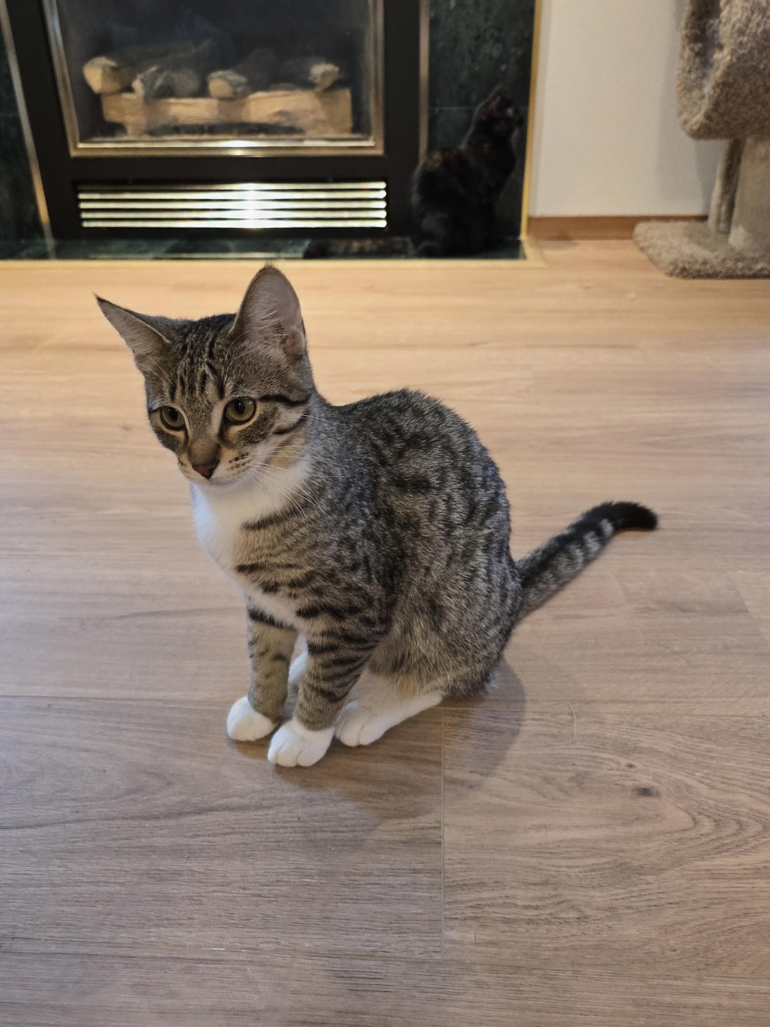 Brooke, an adoptable Domestic Short Hair in Fargo, ND, 58104 | Photo Image 4