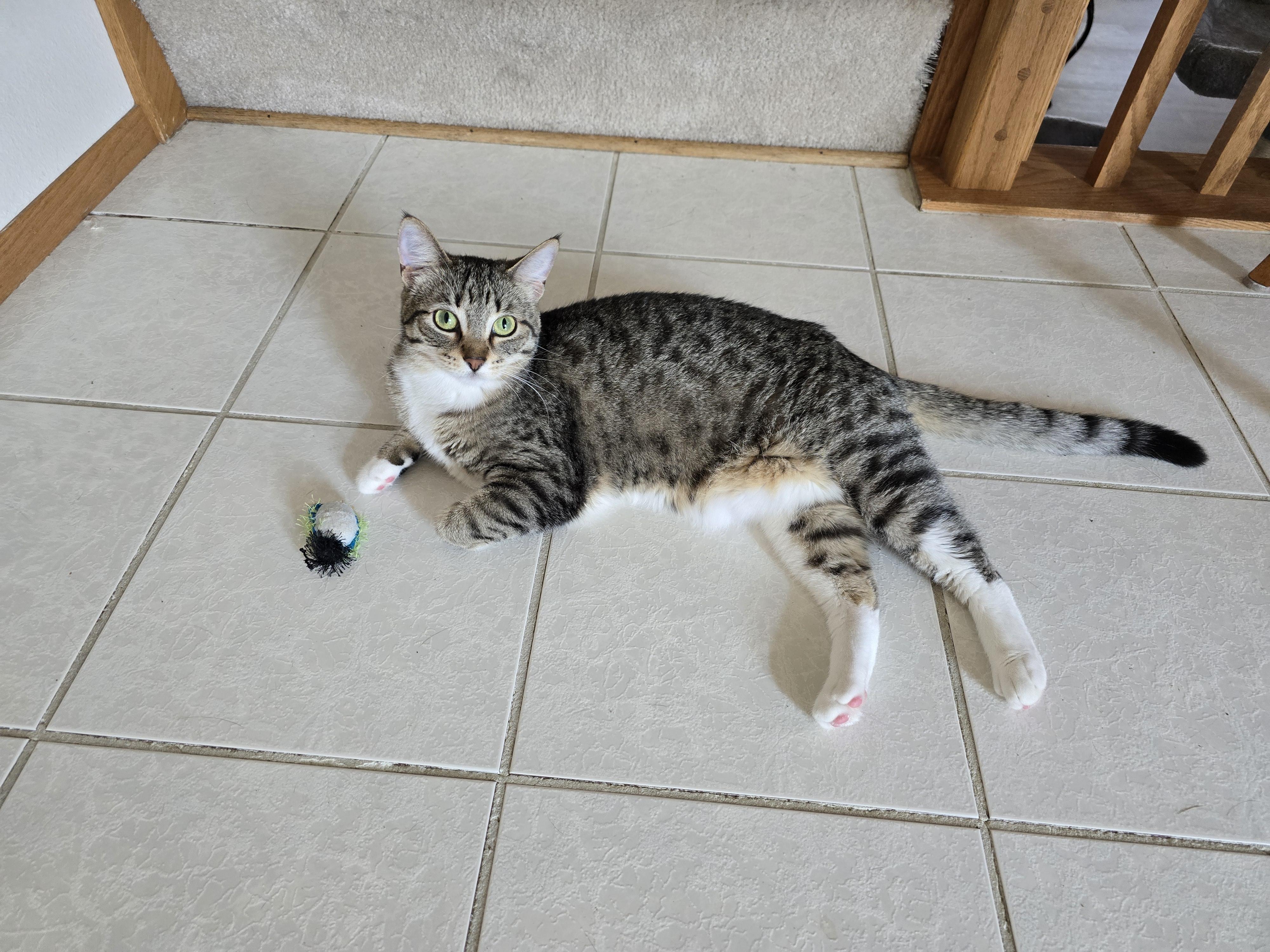 Brooke, a Adoptable Domestic Short Hair in Fargo, ND image 3/5