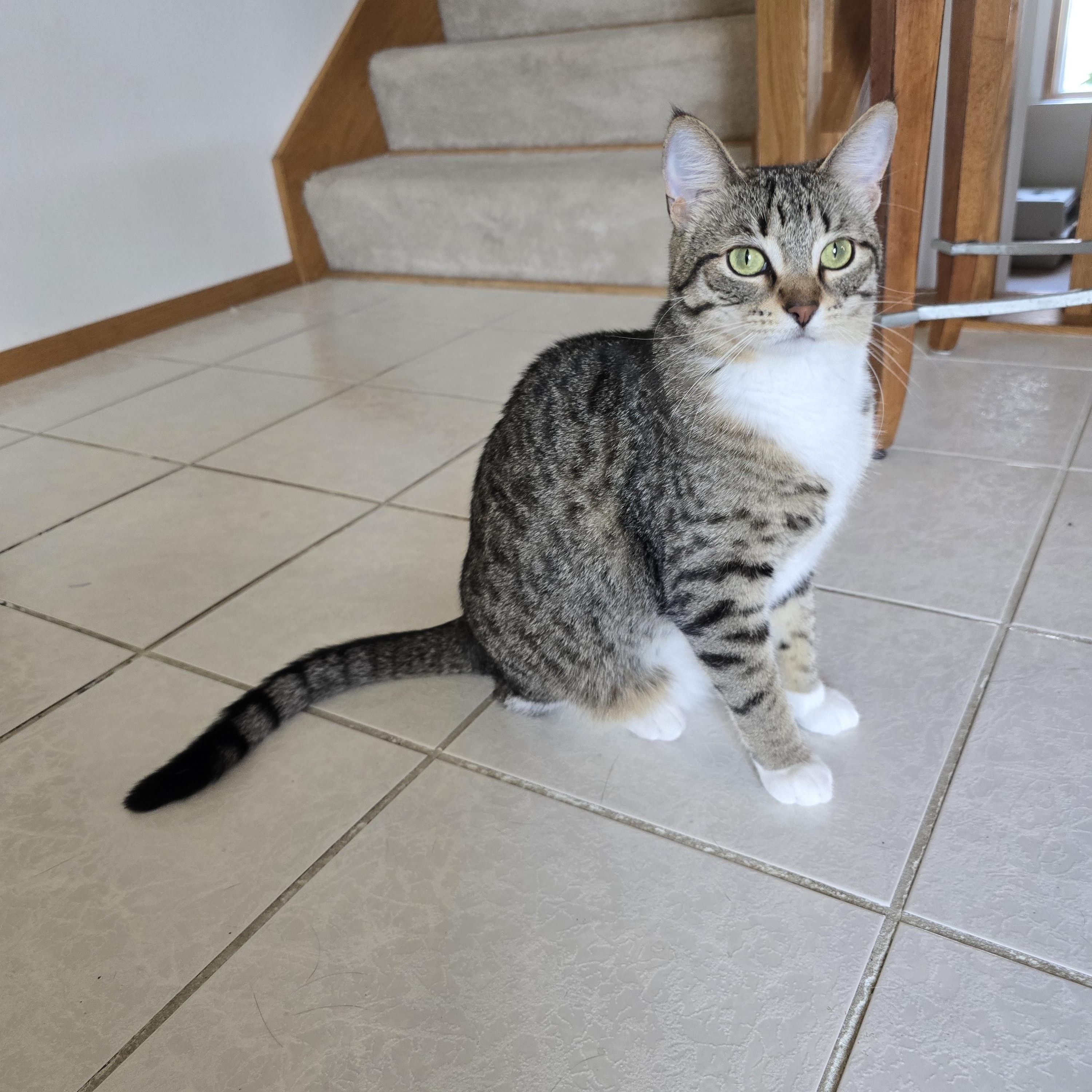 Brooke, Adoptable, Young Female Domestic Short Hair.