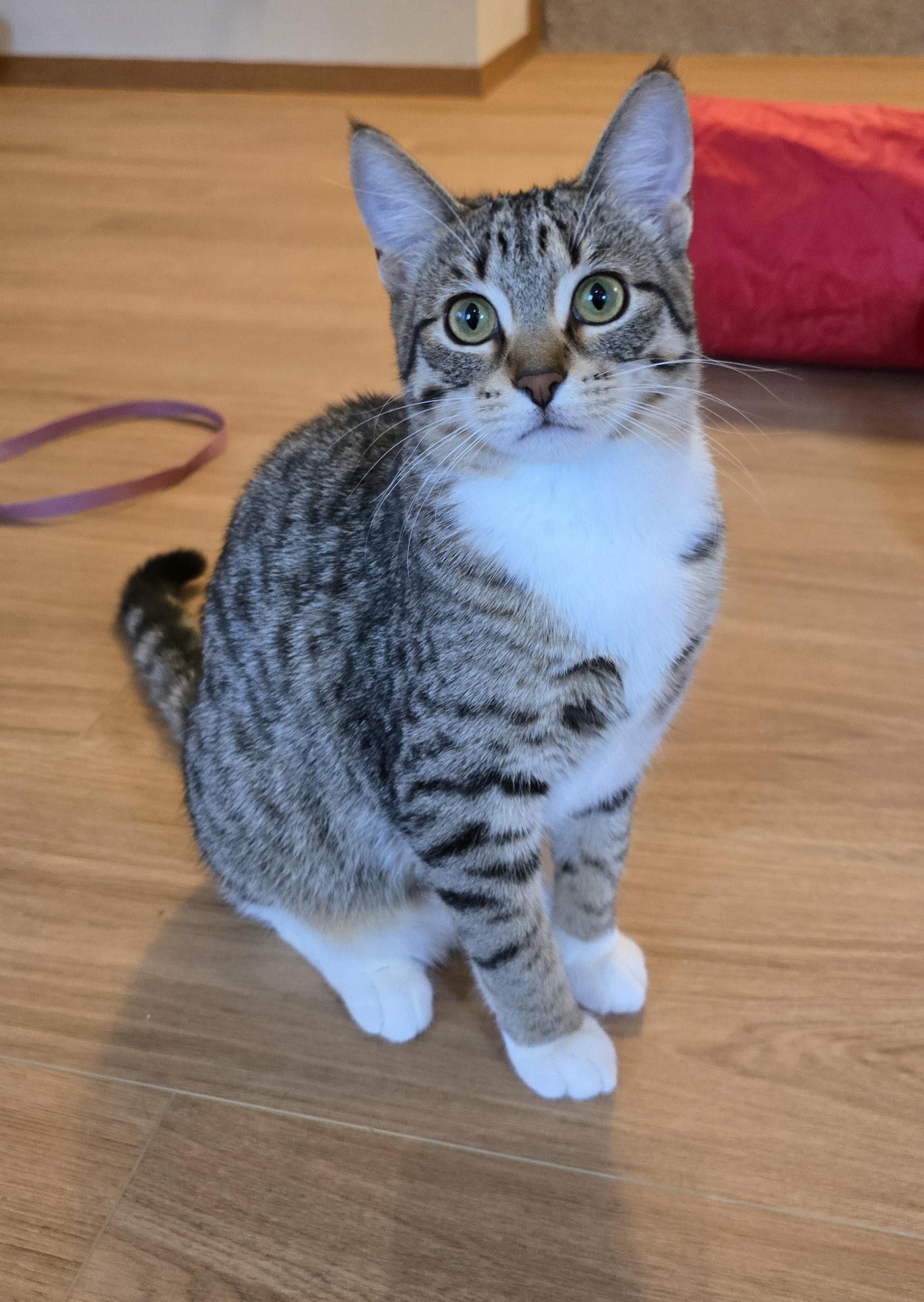 Enlarge Brooke, a Adoptable Domestic Short Hair in Fargo, ND image 1/4