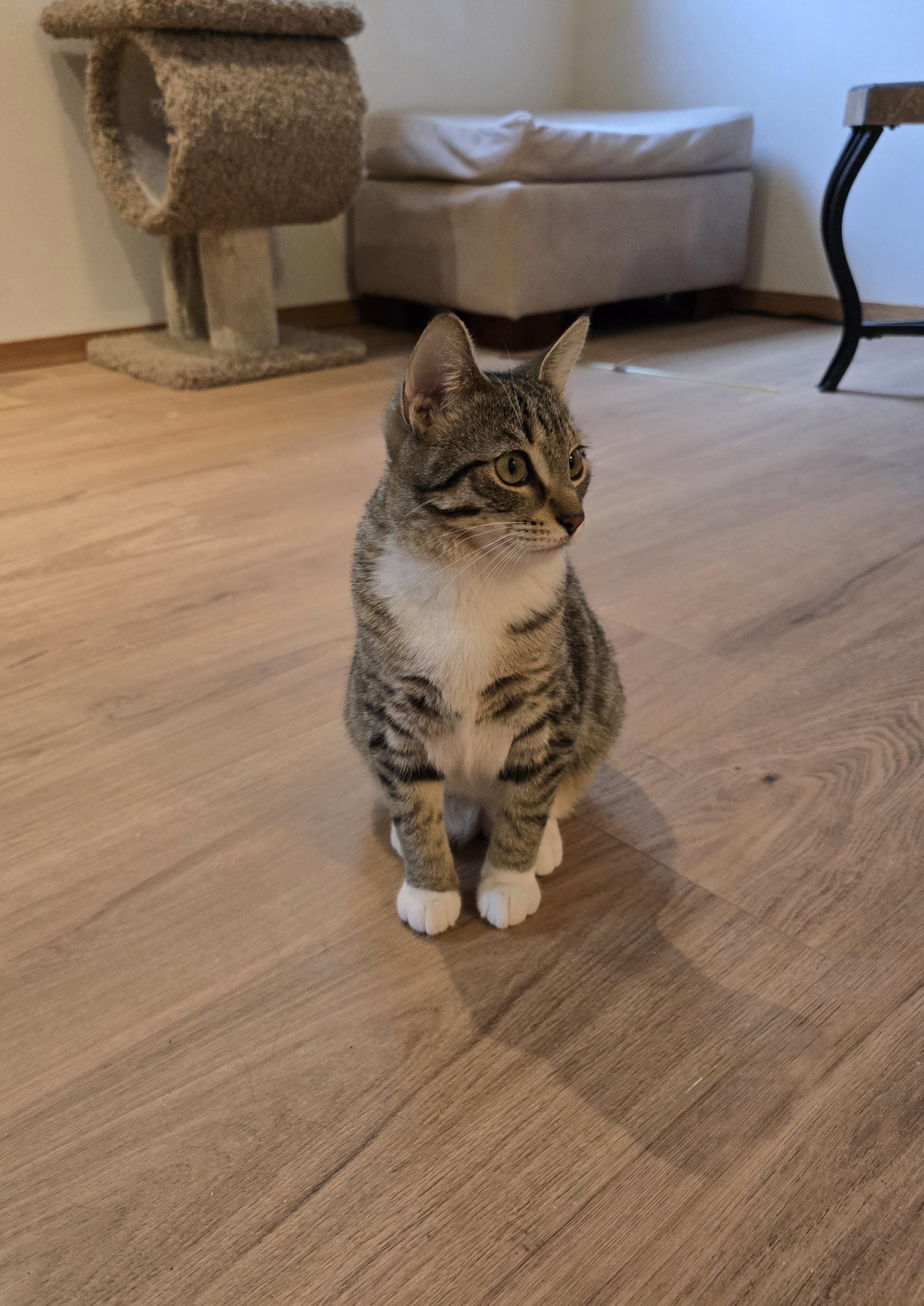 Brooke, an adoptable Domestic Short Hair in Fargo, ND, 58104 | Photo Image 3