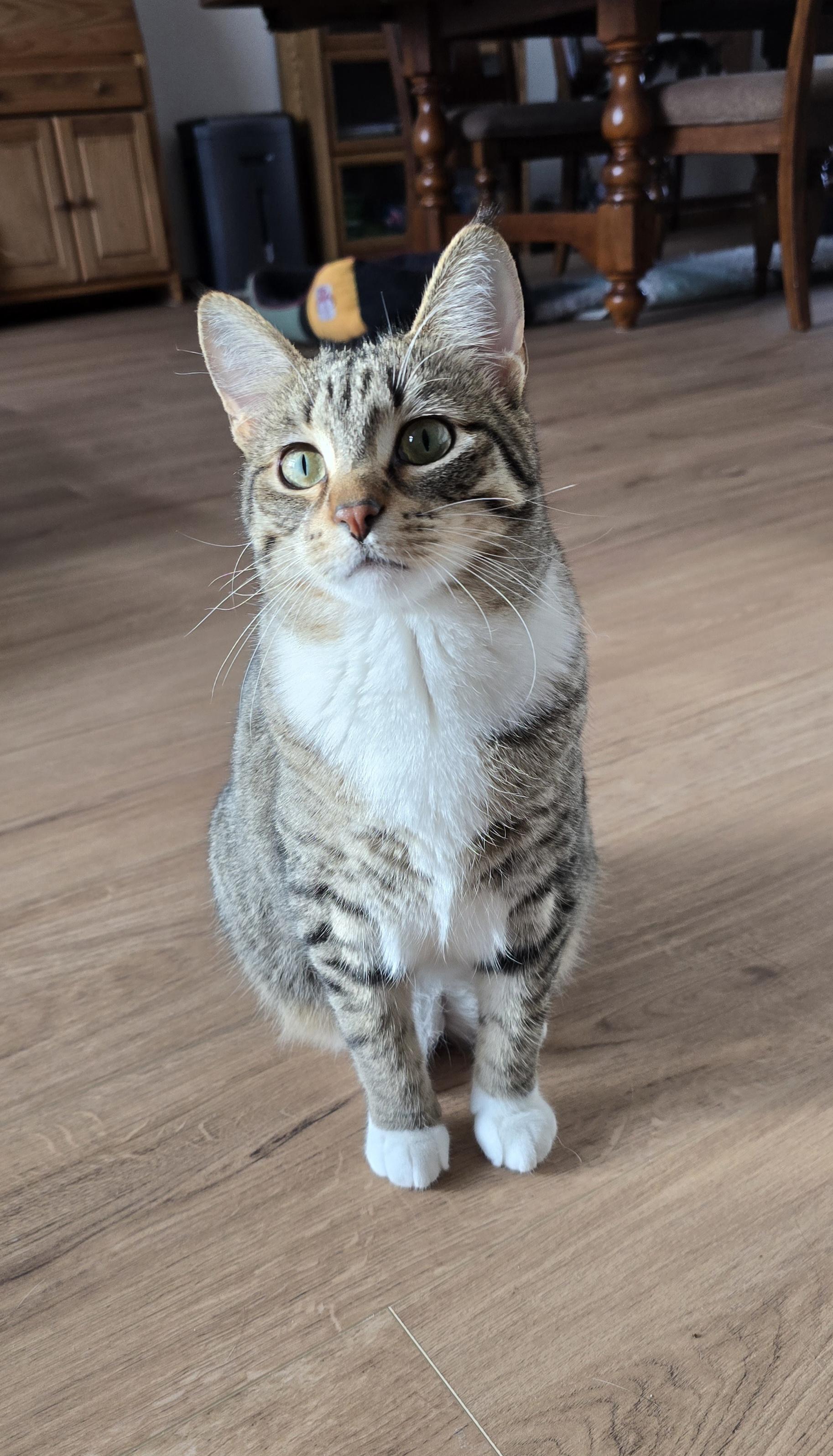 Enlarge Brooke, a Adoptable Domestic Short Hair in Fargo, ND image 4/4