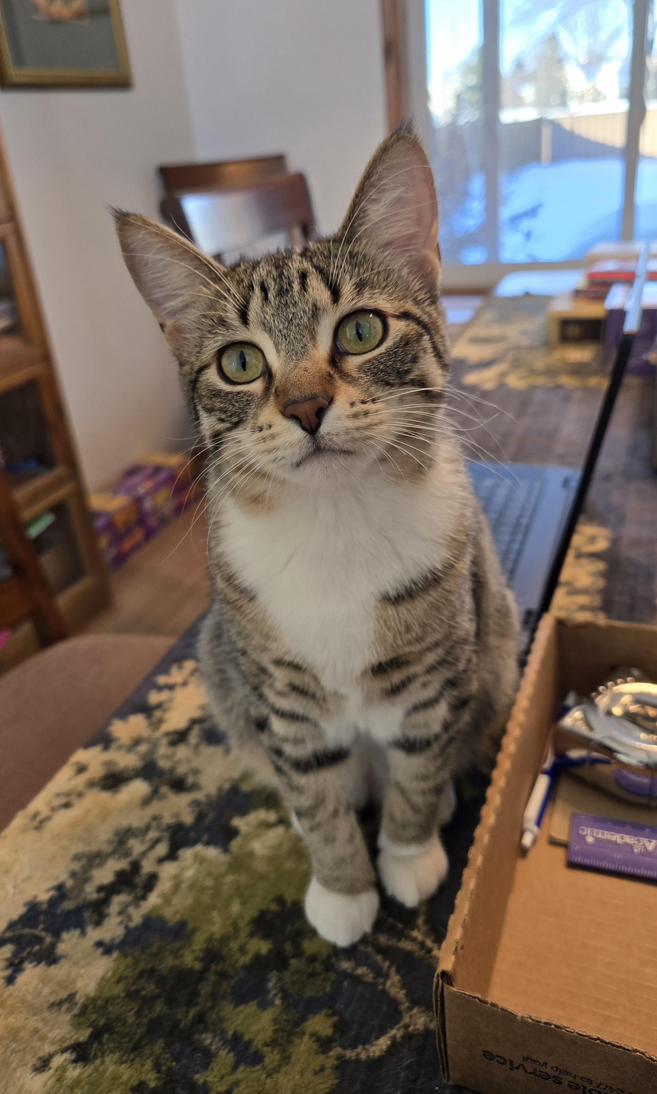 Brooke, a Adoptable Domestic Short Hair in Fargo, ND image 1/5