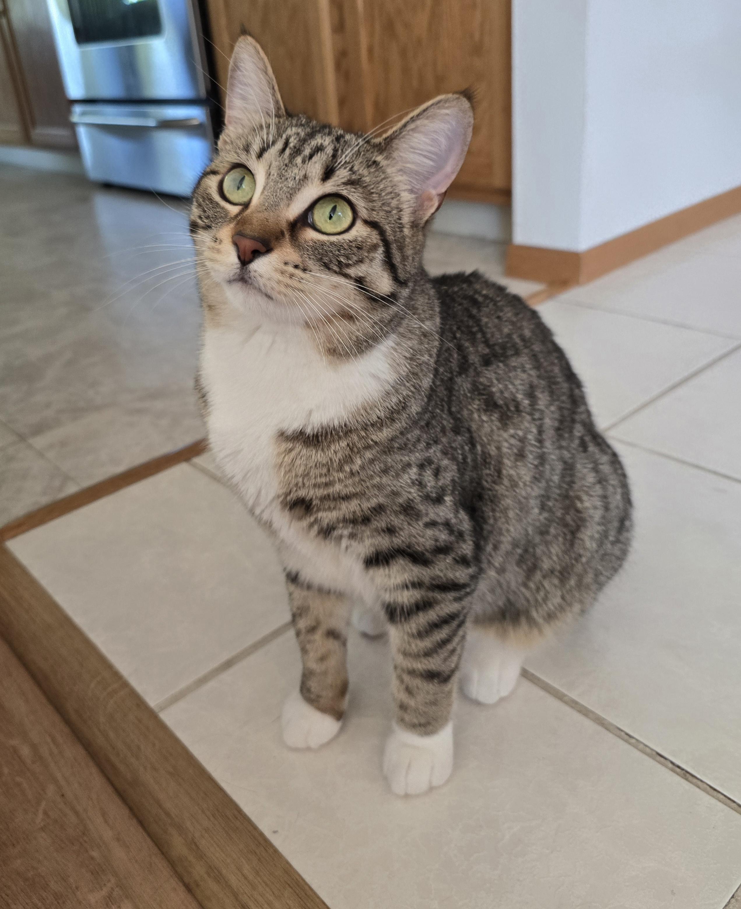 Enlarge Brooke, a Adoptable Domestic Short Hair in Fargo, ND image 1/5
