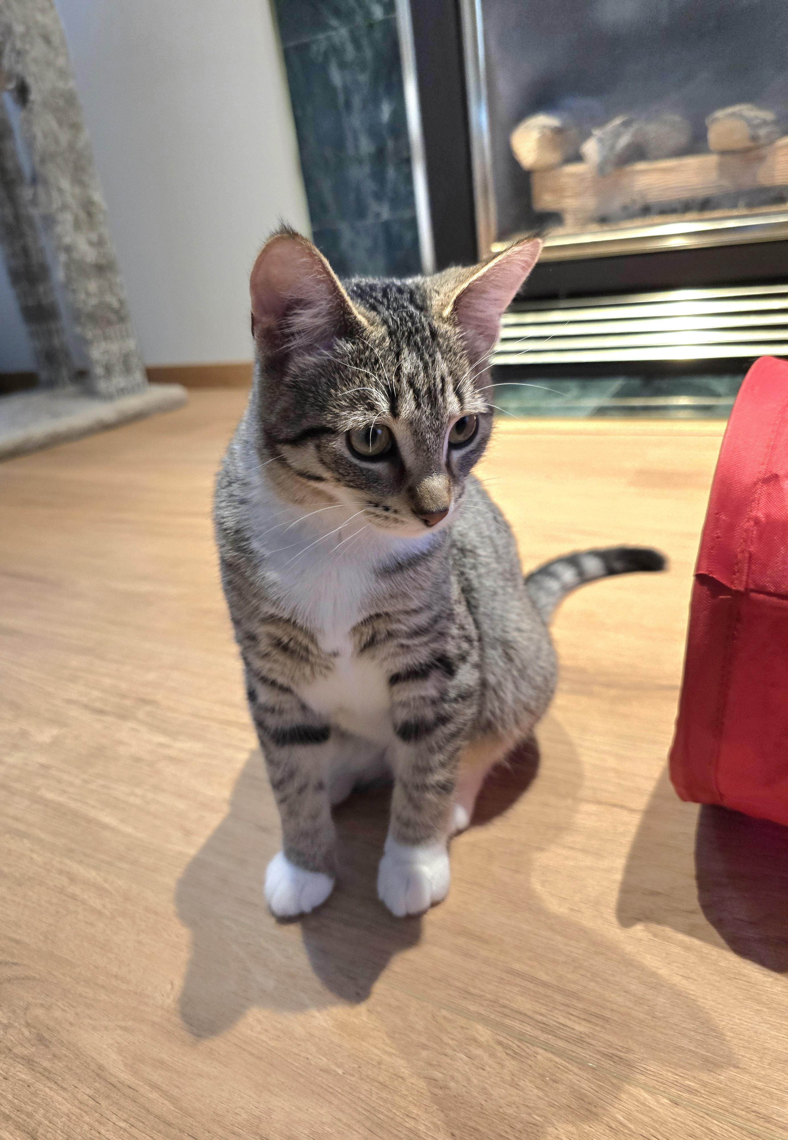 Brooke, an adoptable Domestic Short Hair in Fargo, ND, 58104 | Photo Image 1