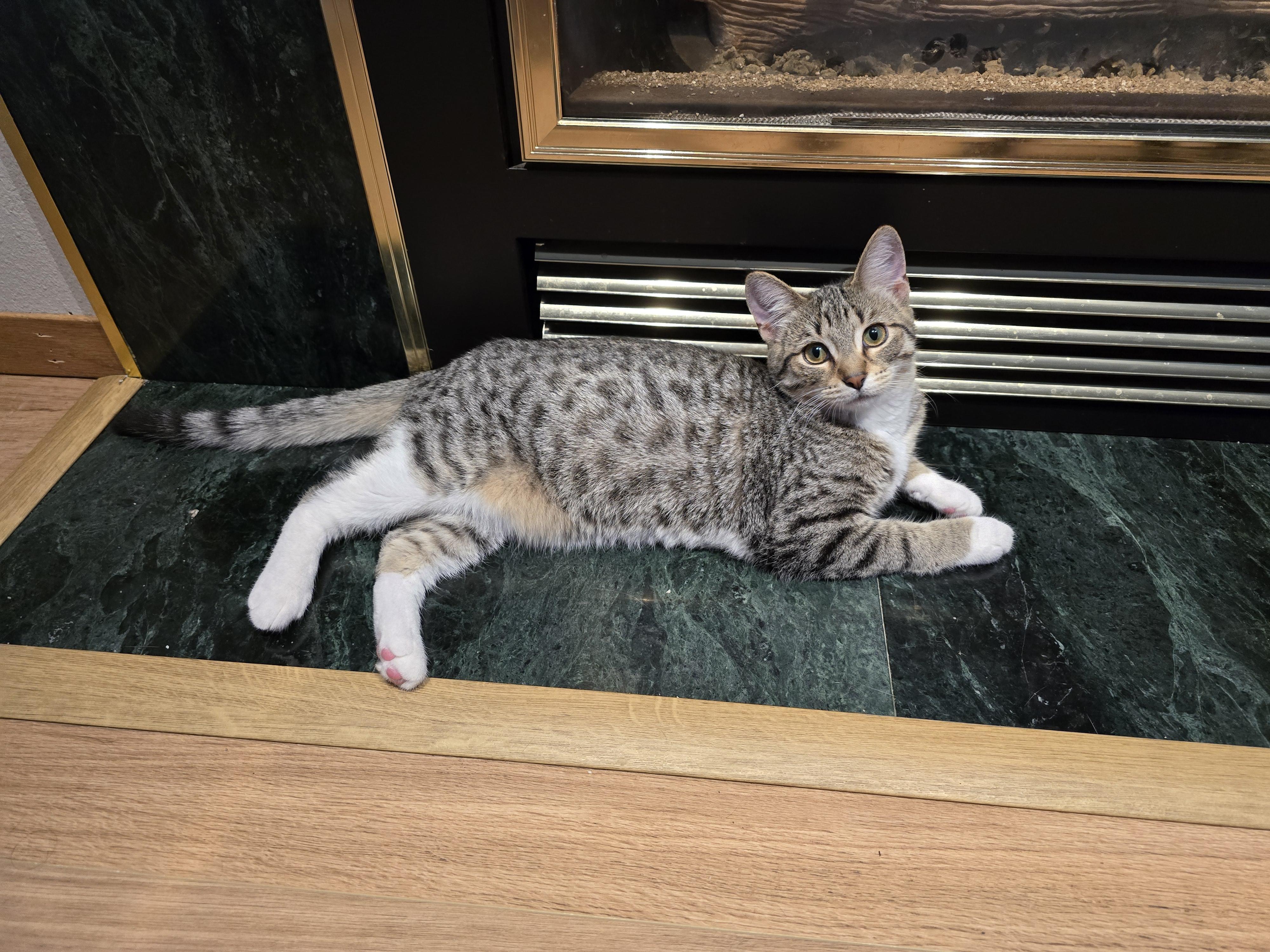 Brooke, an adoptable Domestic Short Hair in Fargo, ND, 58104 | Photo Image 3