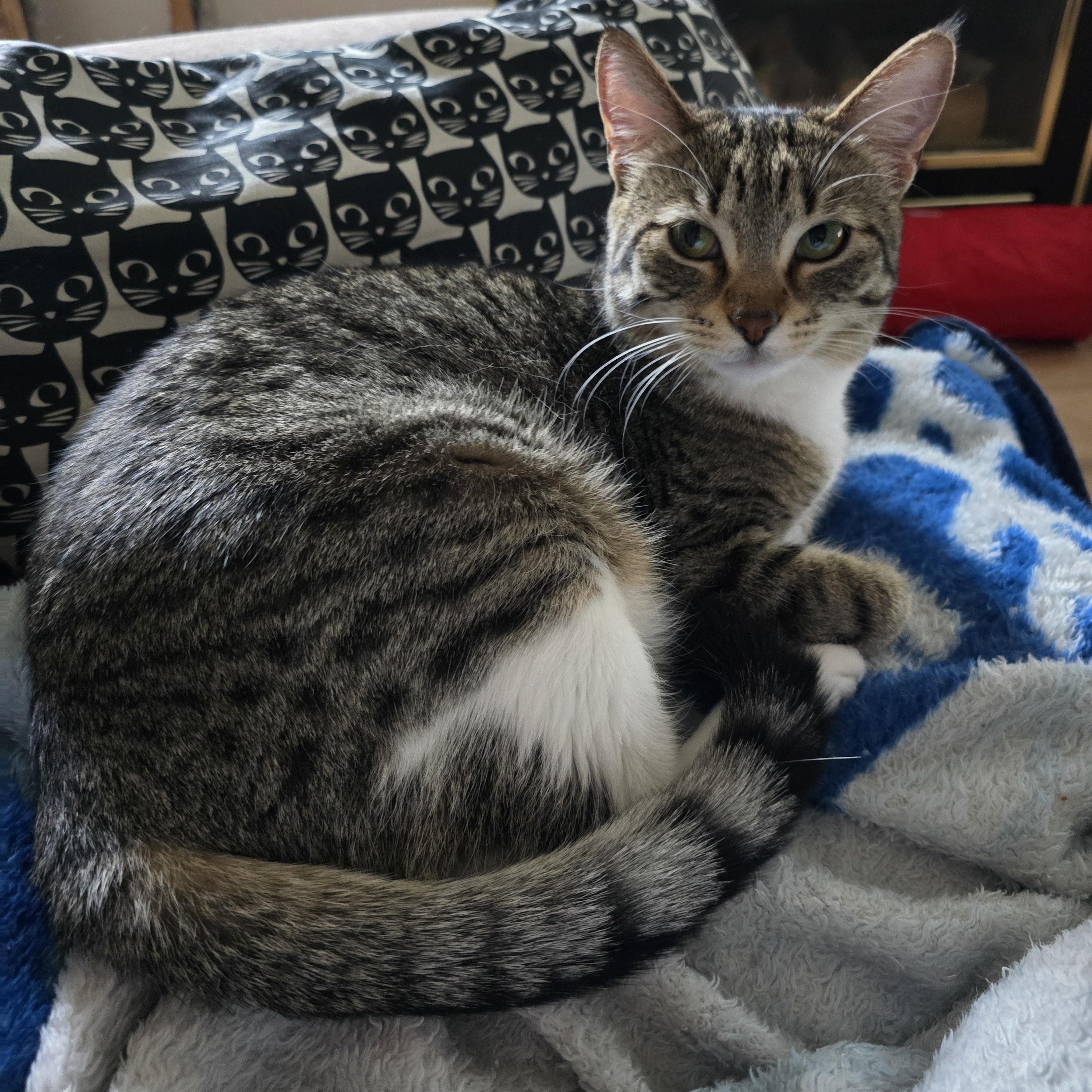 Enlarge Brooke, a Adoptable Domestic Short Hair in Fargo, ND image 2/5