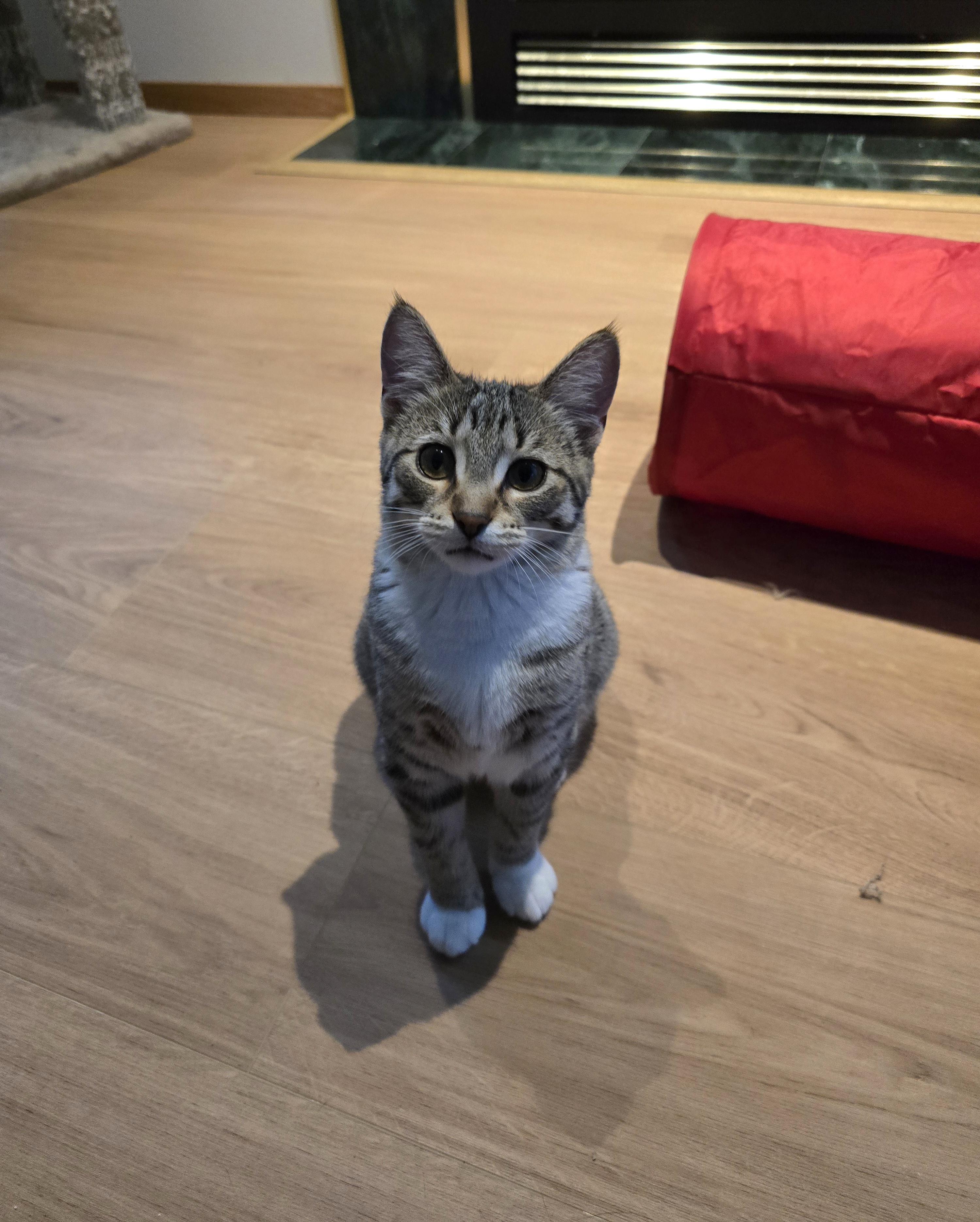 Brooke, an adoptable Domestic Short Hair in Fargo, ND, 58104 | Photo Image 4