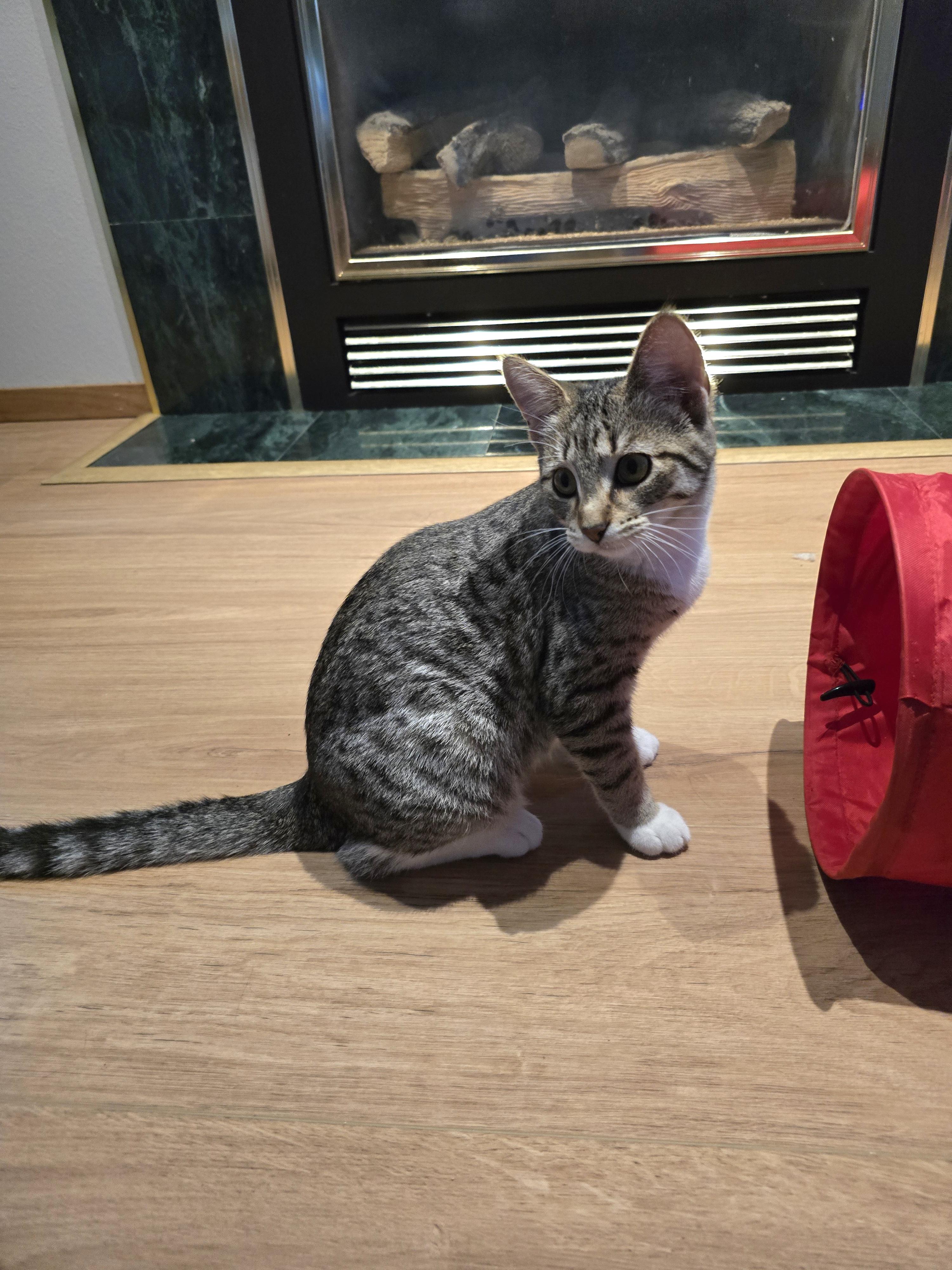 Brooke, an adoptable Domestic Short Hair in Fargo, ND, 58104 | Photo Image 5