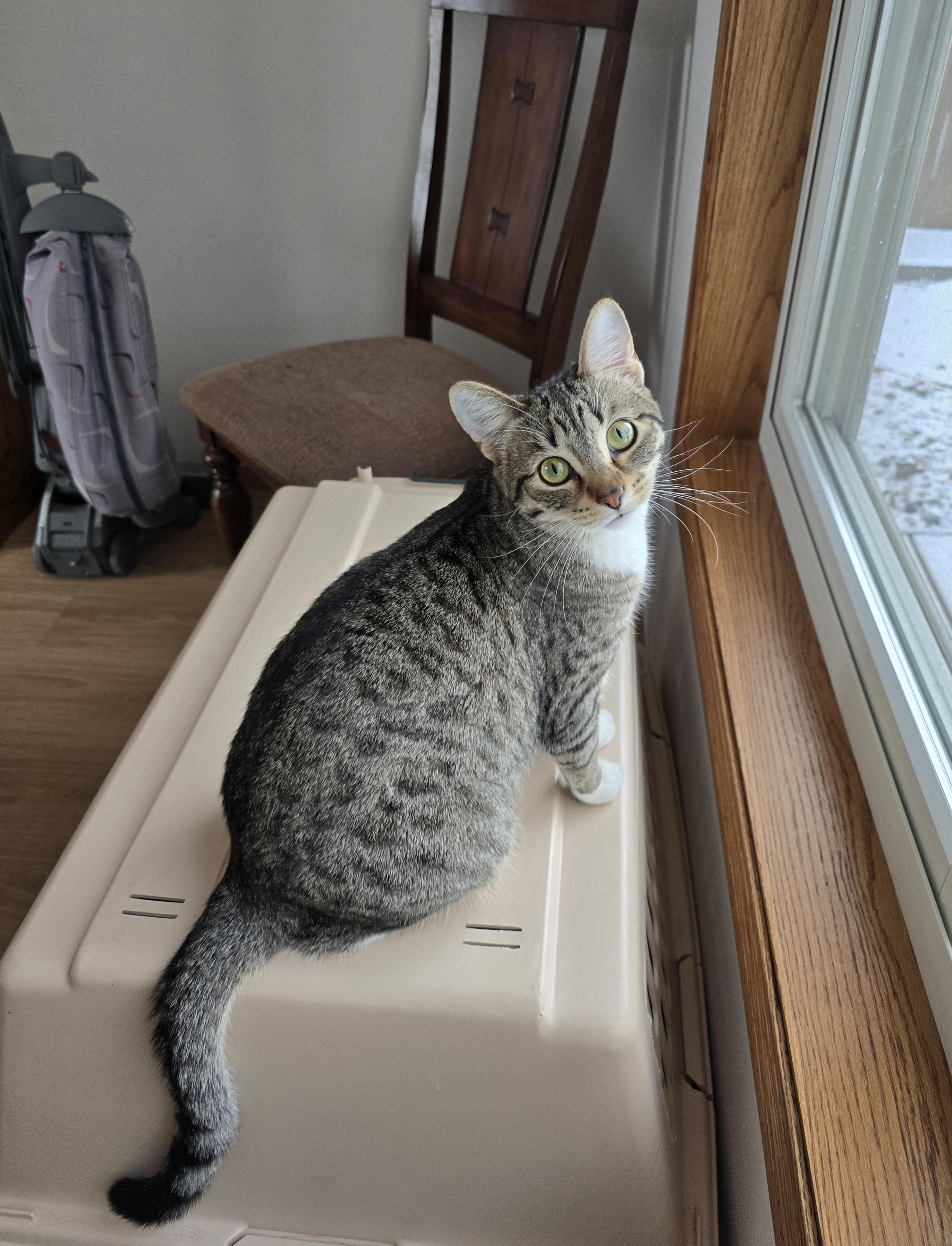 Brooke, Adoptable, Young Female Domestic Short Hair.