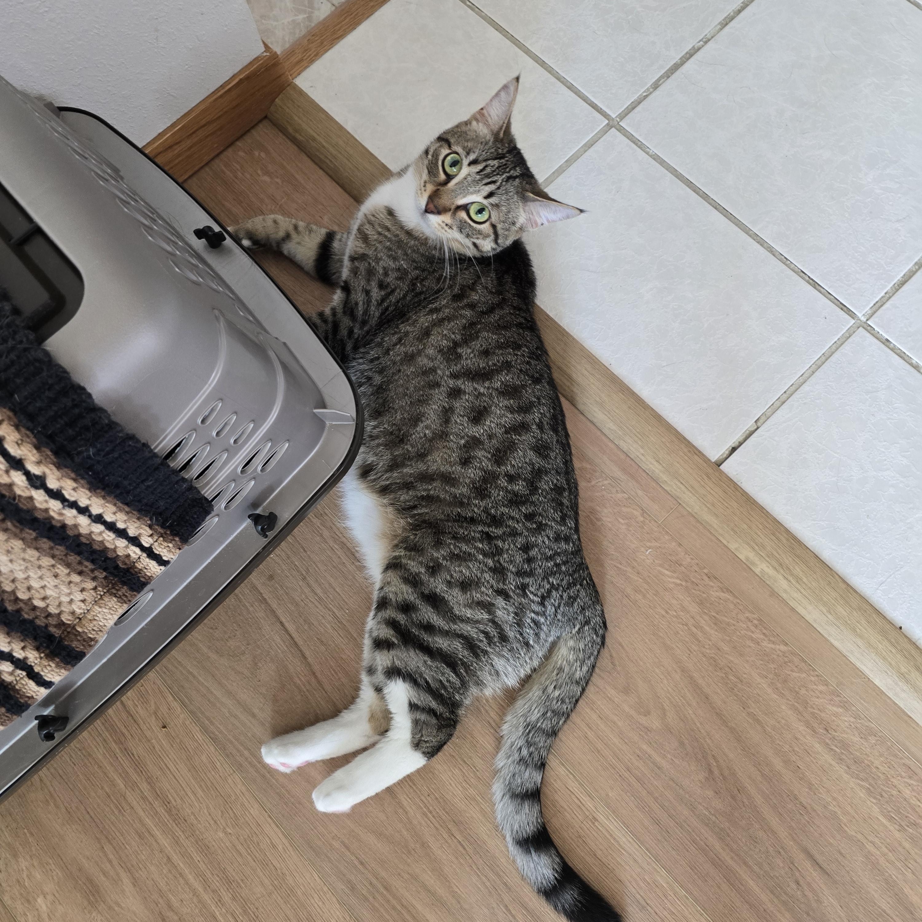 Brooke, a Adoptable Domestic Short Hair in Fargo, ND image 4/5