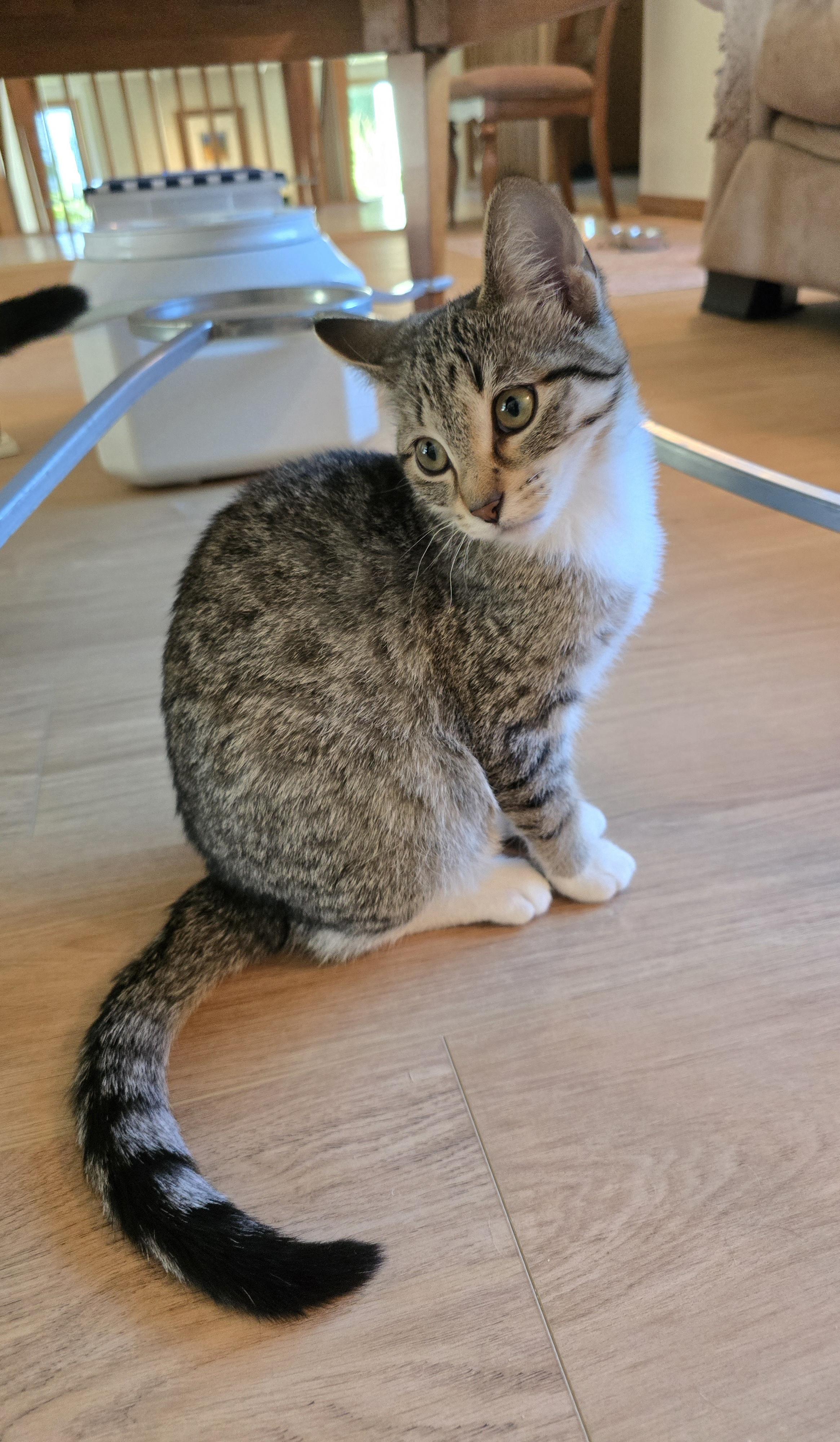 Brooke, an adoptable Domestic Short Hair in Fargo, ND, 58104 | Photo Image 2