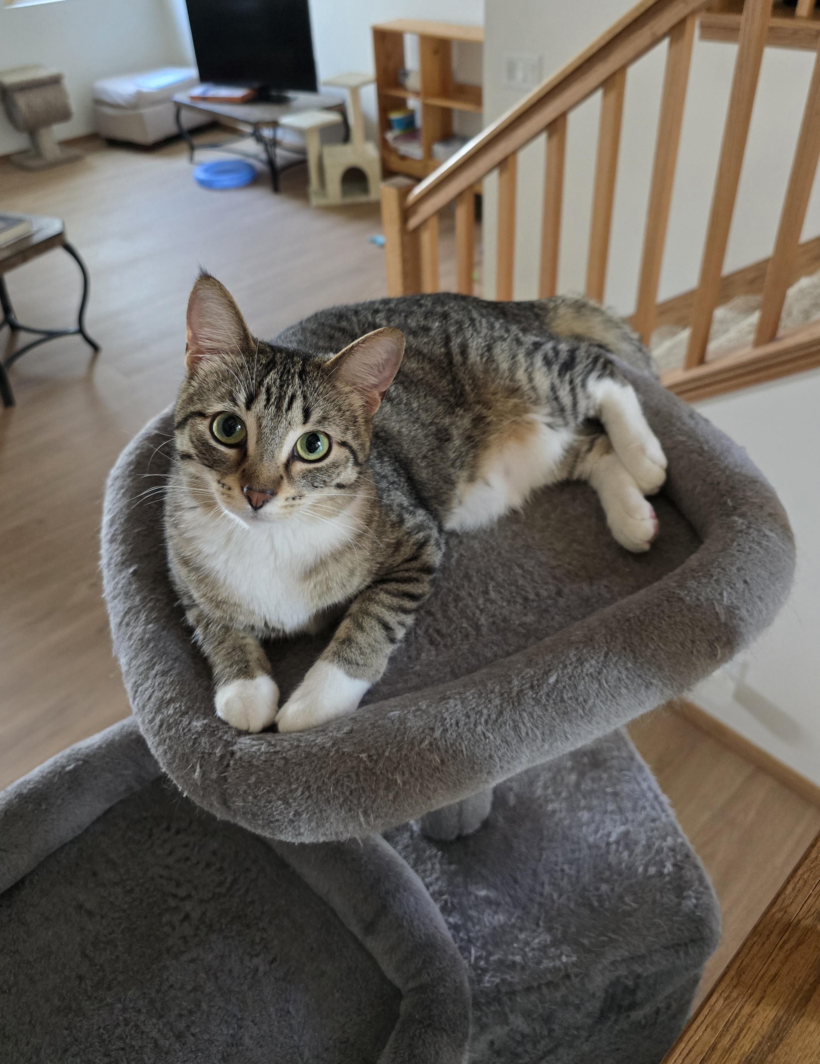 Brooke, a Adoptable Domestic Short Hair in Fargo, ND image 2/5