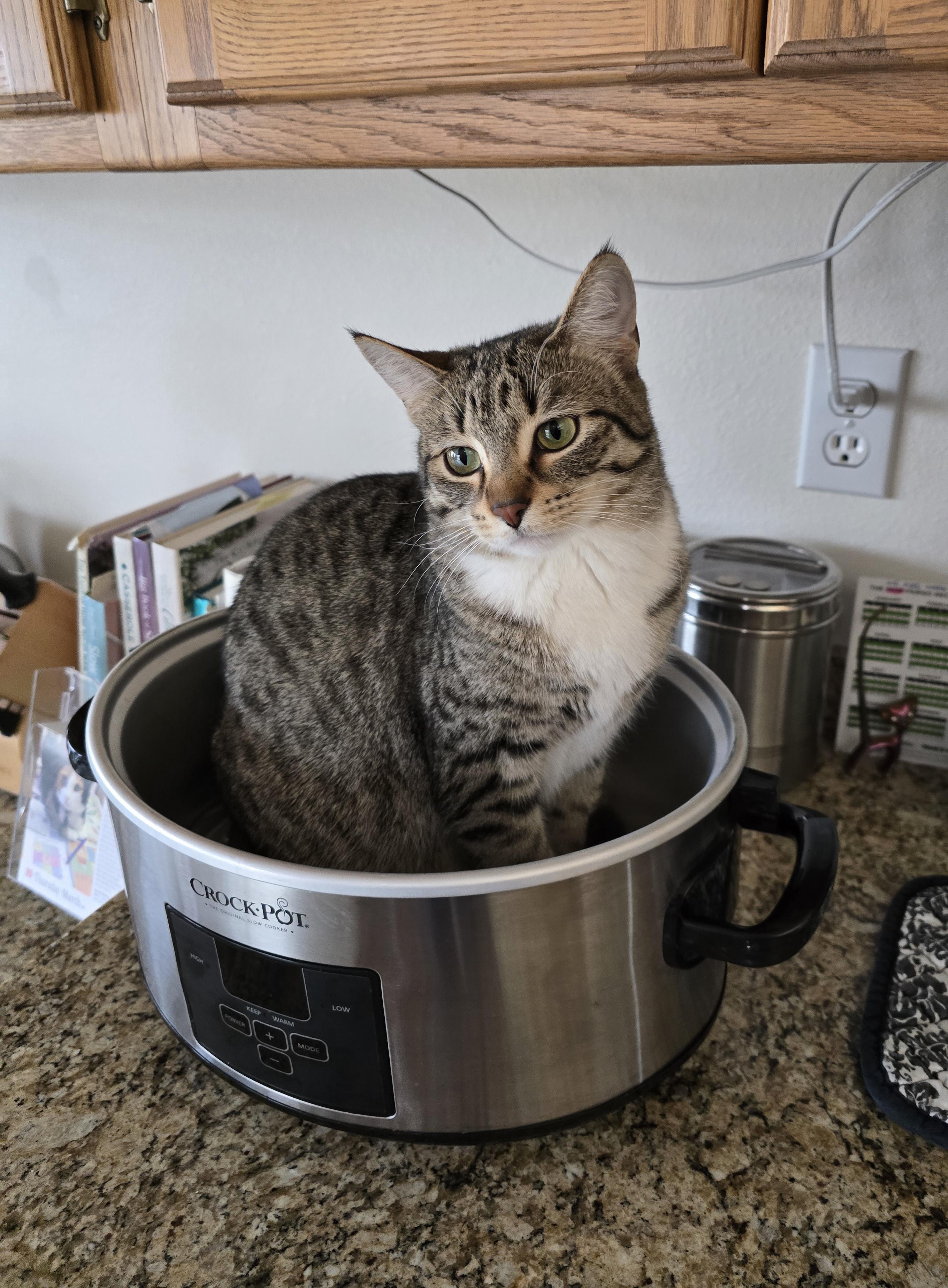 Enlarge Brooke, a Adoptable Domestic Short Hair in Fargo, ND image 2/4