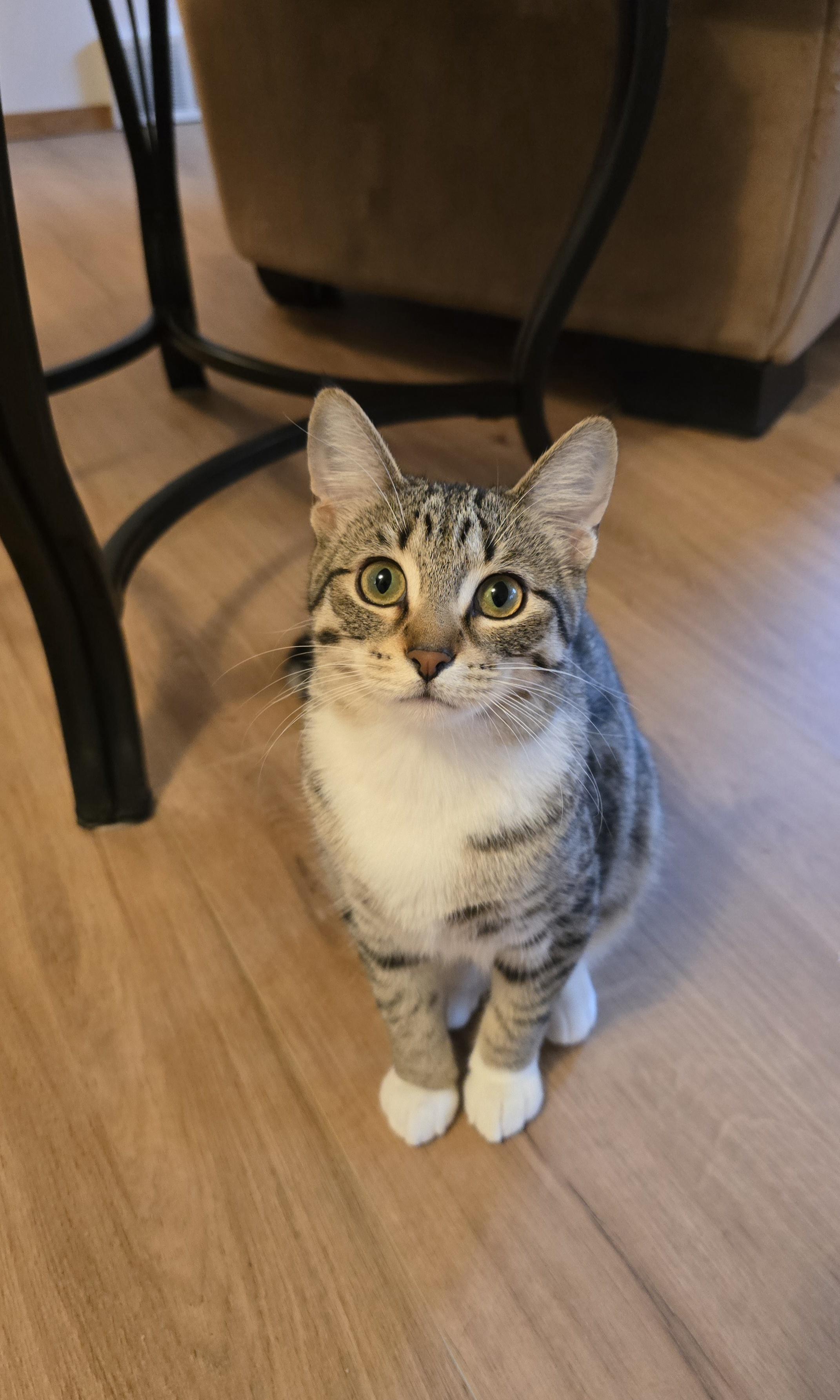 Enlarge Brooke, a Adoptable Domestic Short Hair in Fargo, ND image 2/4