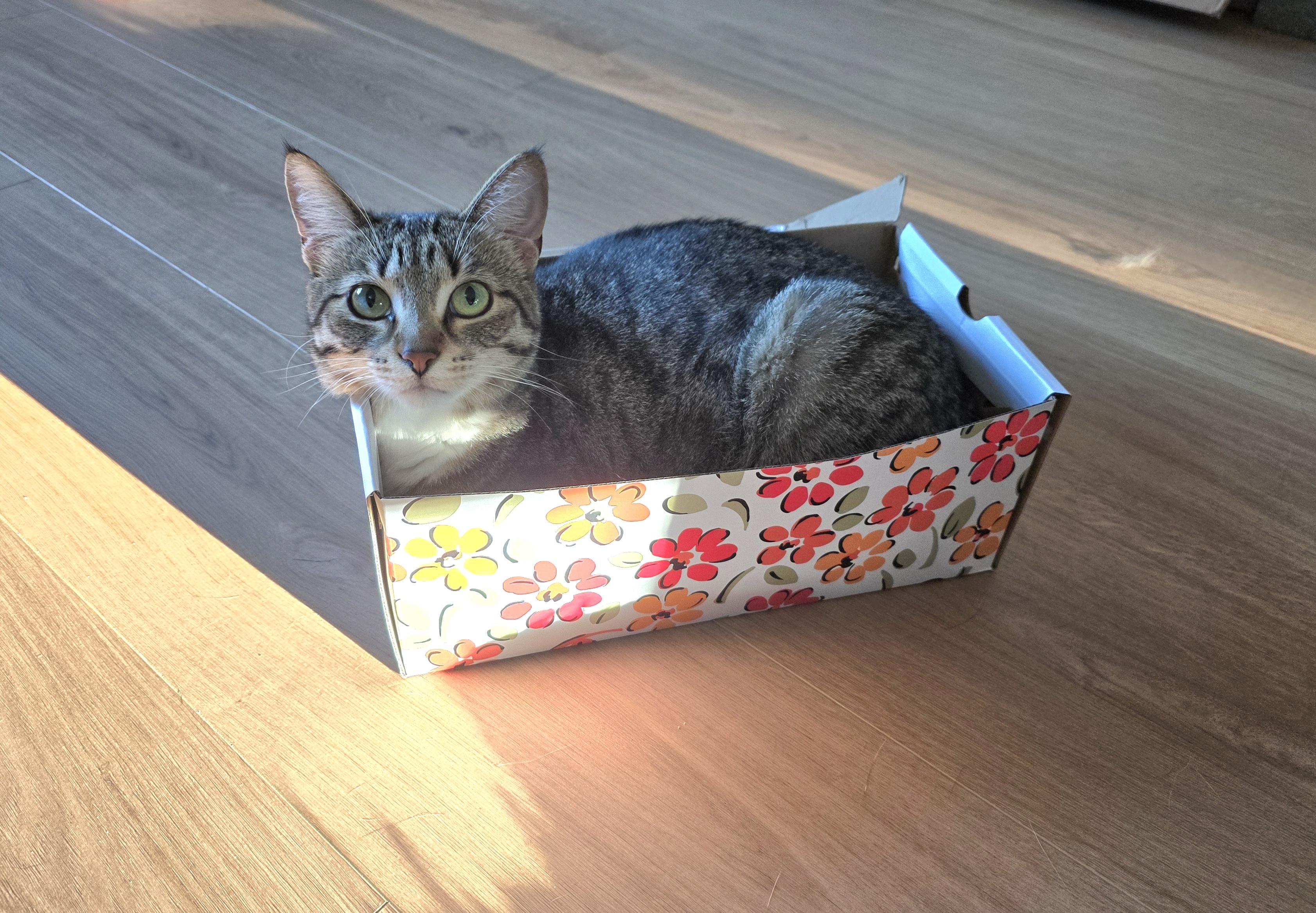 Enlarge Brooke, a Adoptable Domestic Short Hair in Fargo, ND image 2/5