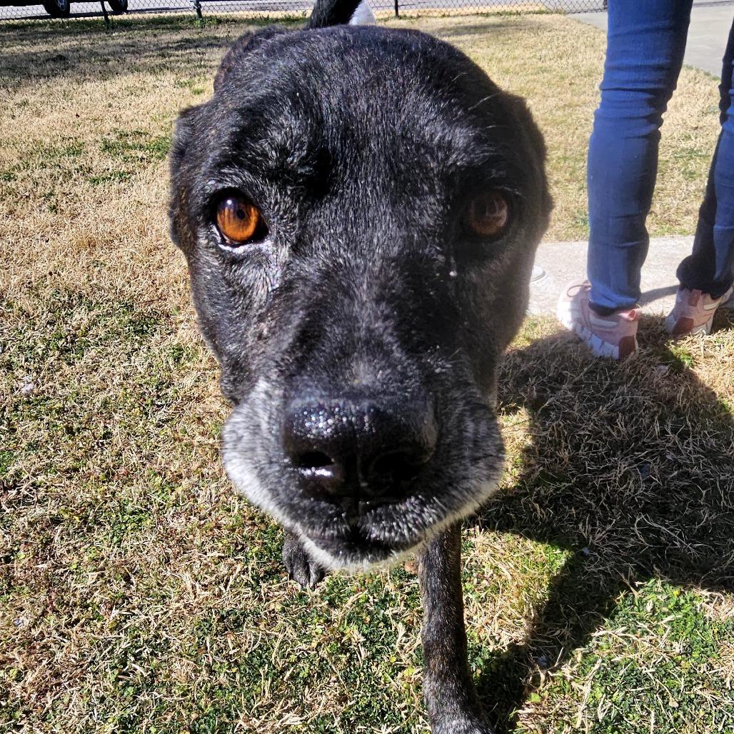 Enlarge Melton, a Adoptable Mixed Breed in Tulsa, OK image 1/6