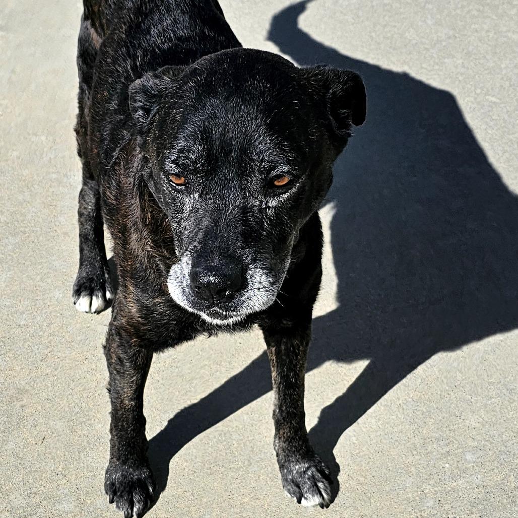 Enlarge Melton, a Adoptable Mixed Breed in Tulsa, OK image 3/6