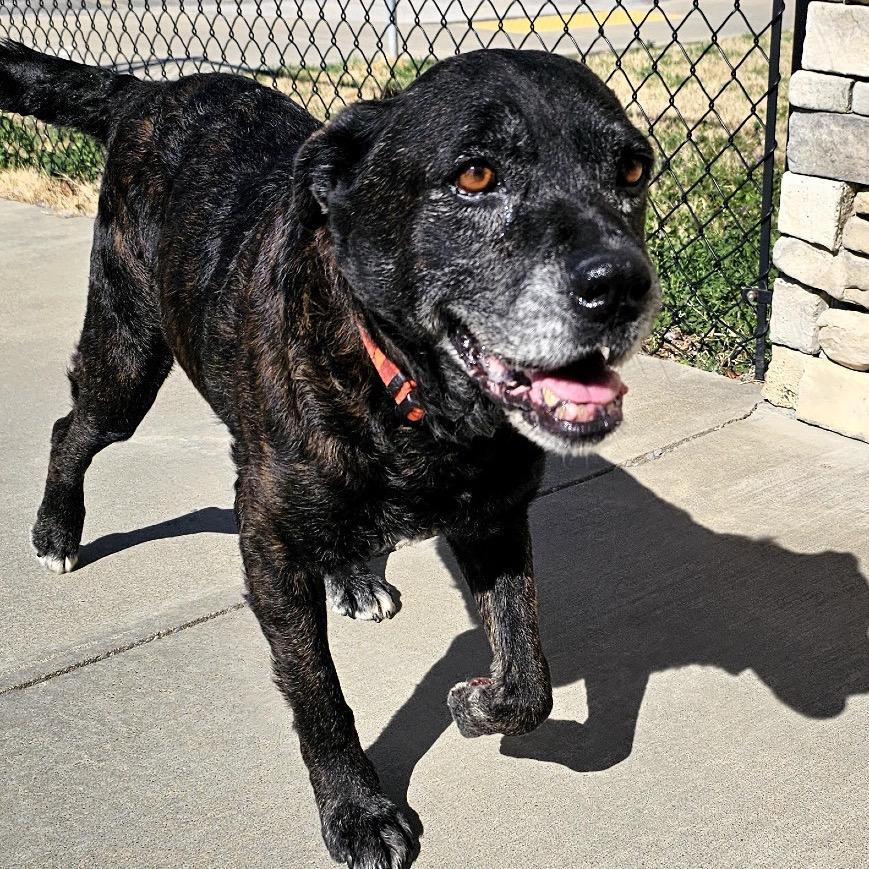 Enlarge Melton, a Adoptable Mixed Breed in Tulsa, OK image 4/6