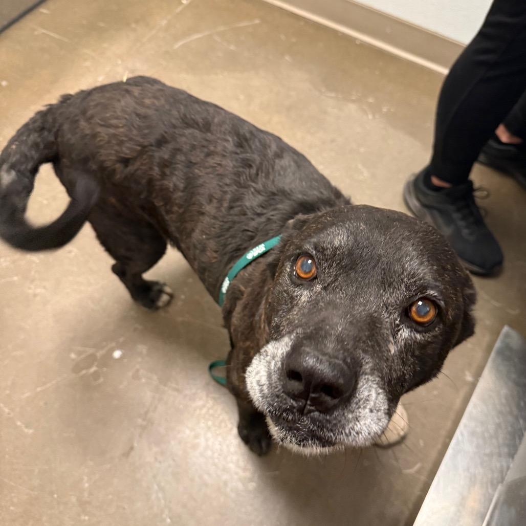 Enlarge Melton, a Adoptable Mixed Breed in Tulsa, OK image 5/6