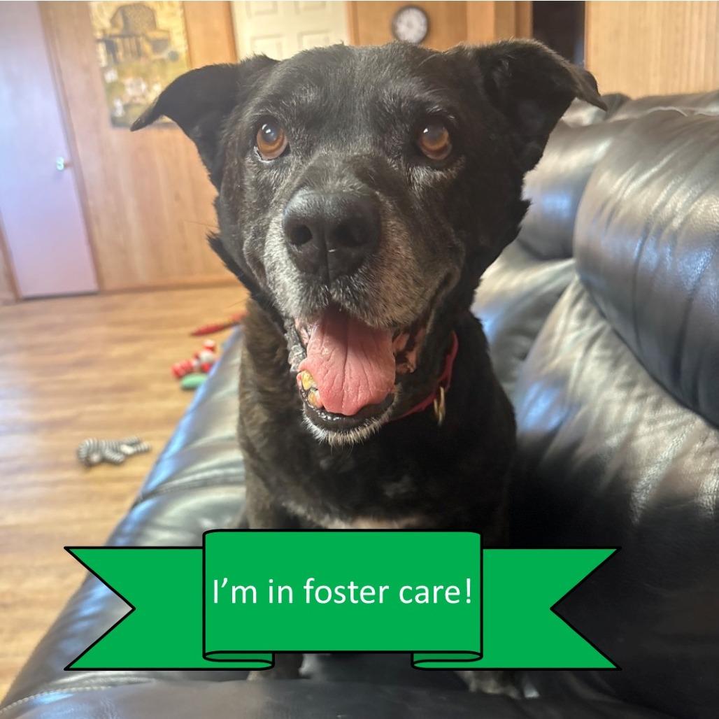 Melton, a Adoptable Mixed Breed in Tulsa, OK image 5/6