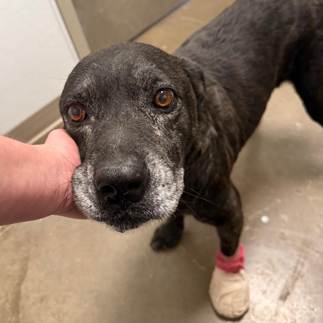 Enlarge Melton, a Adoptable Mixed Breed in Tulsa, OK image 6/6