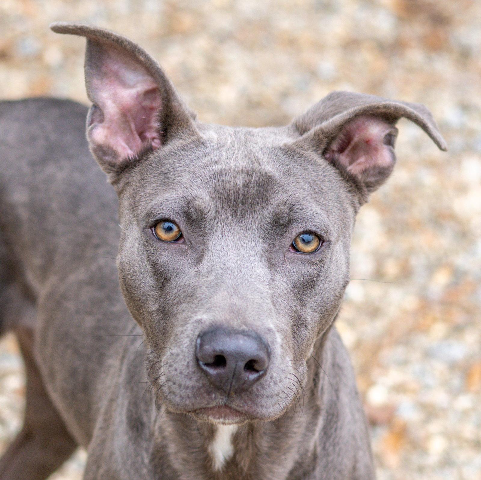 Enlarge Earl Grey, a Adoptable Weimaraner in Hilton Head Island, SC image 1/3