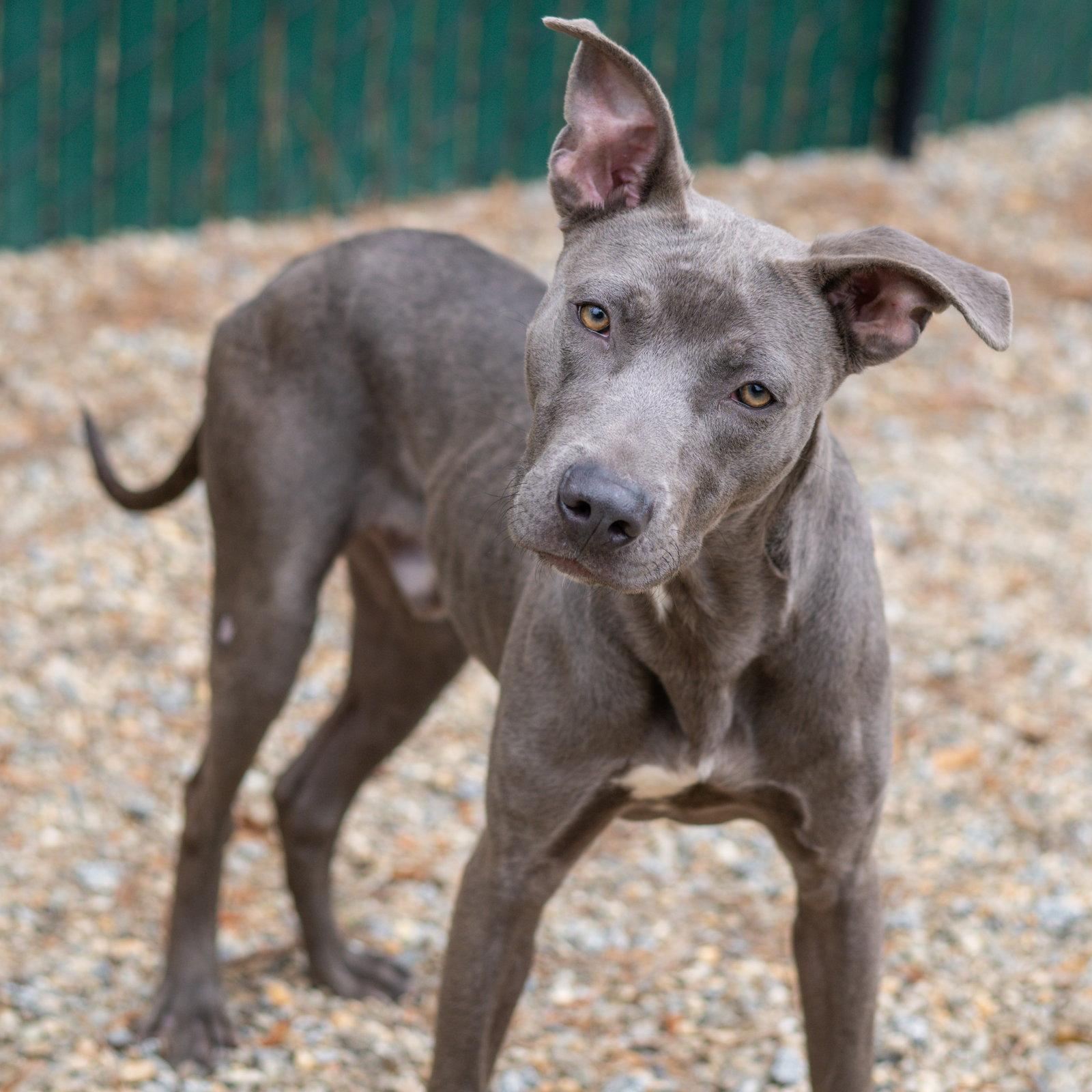 Enlarge Earl Grey, a Adoptable Weimaraner in Hilton Head Island, SC image 2/3