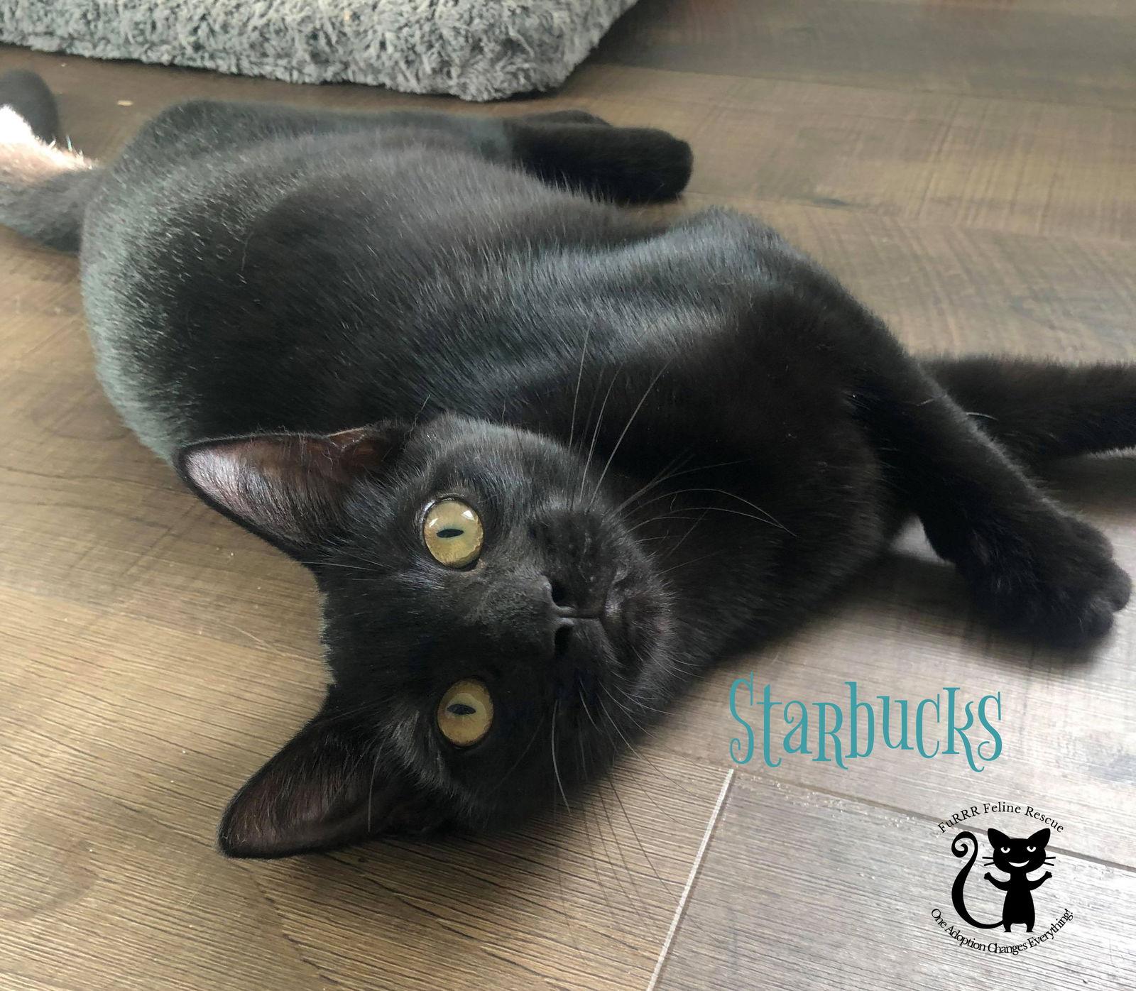 Luca, a Adoptable Domestic Short Hair in Gonic, NH image 3/3