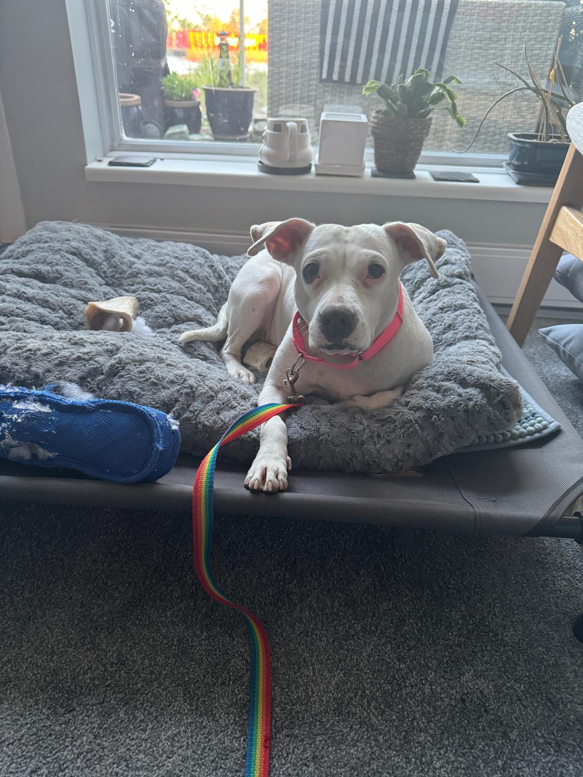 Betty, Adult Female Boxer