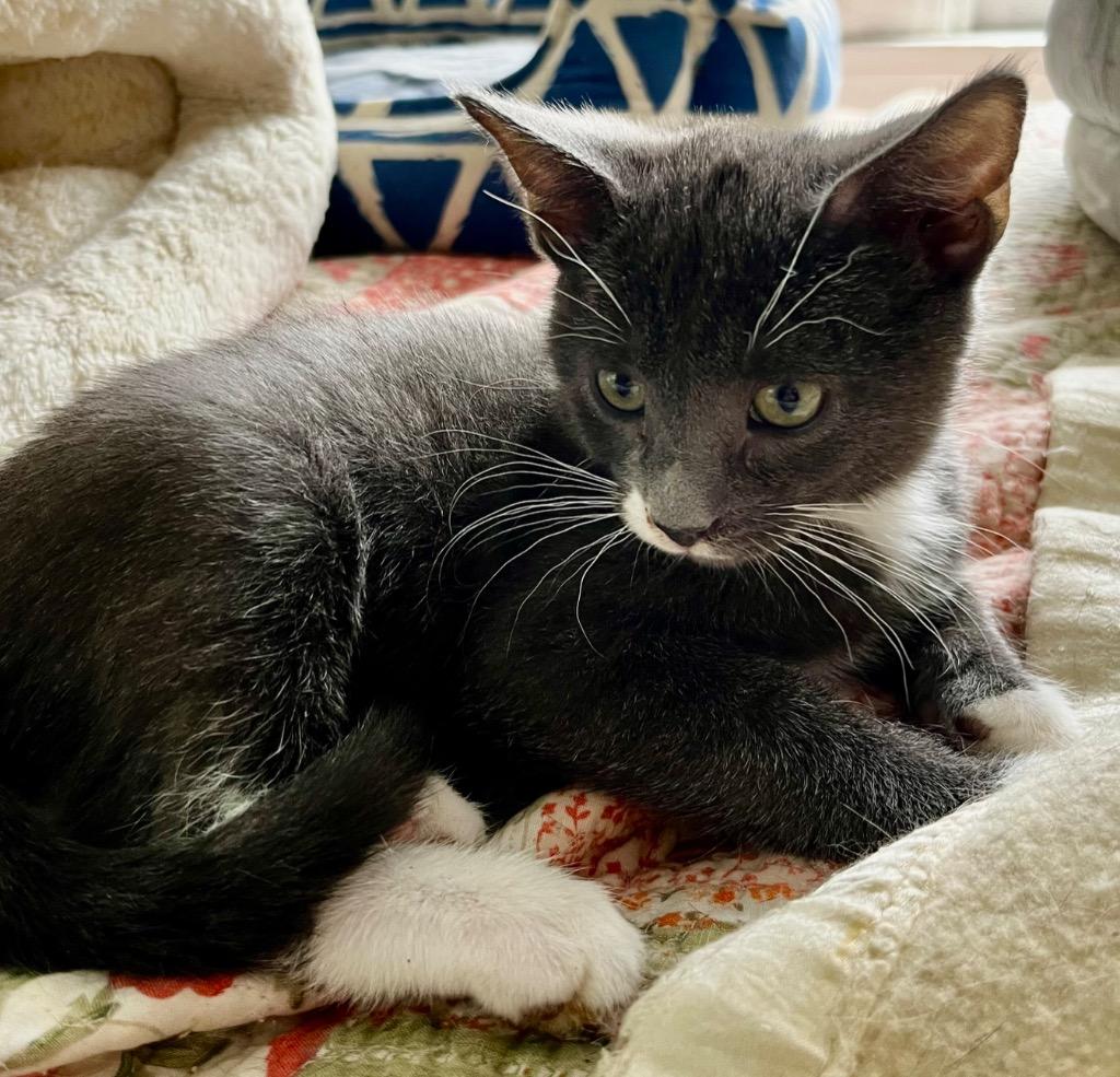 Axl, Adoptable, Kitten Male American Shorthair.