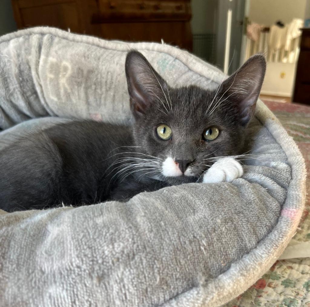 Axl, a Adoptable American Shorthair in Hagaman, NY image 2/3