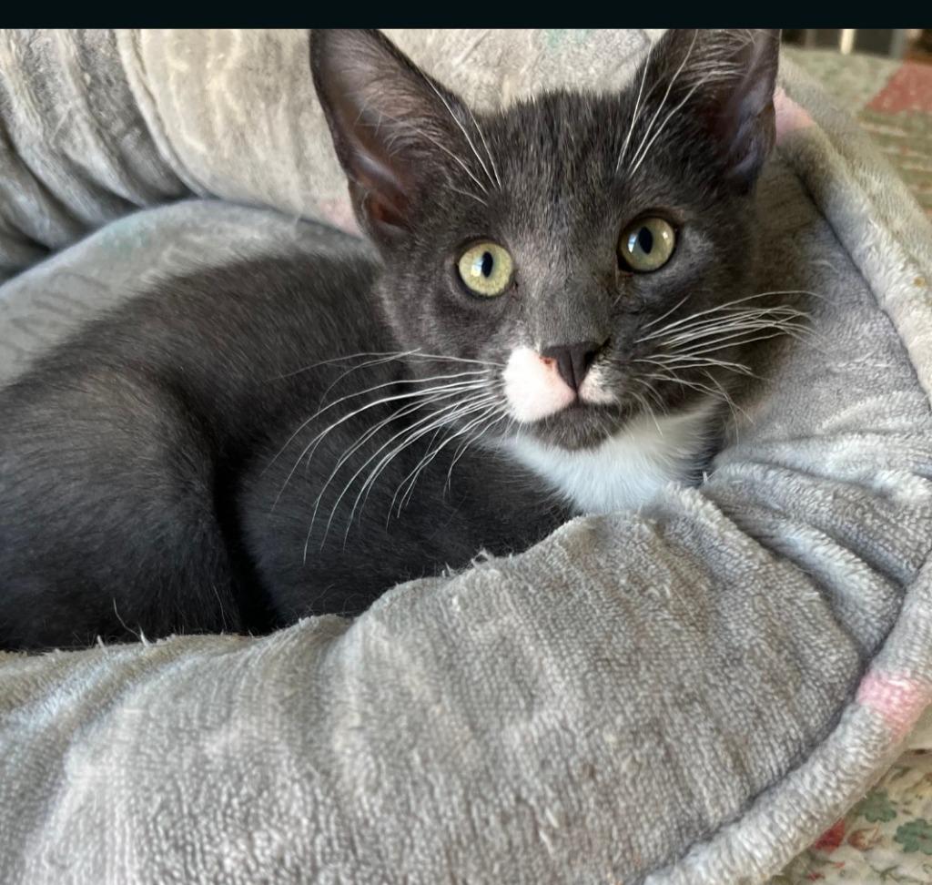 Axl, a Adoptable American Shorthair in Hagaman, NY image 3/3