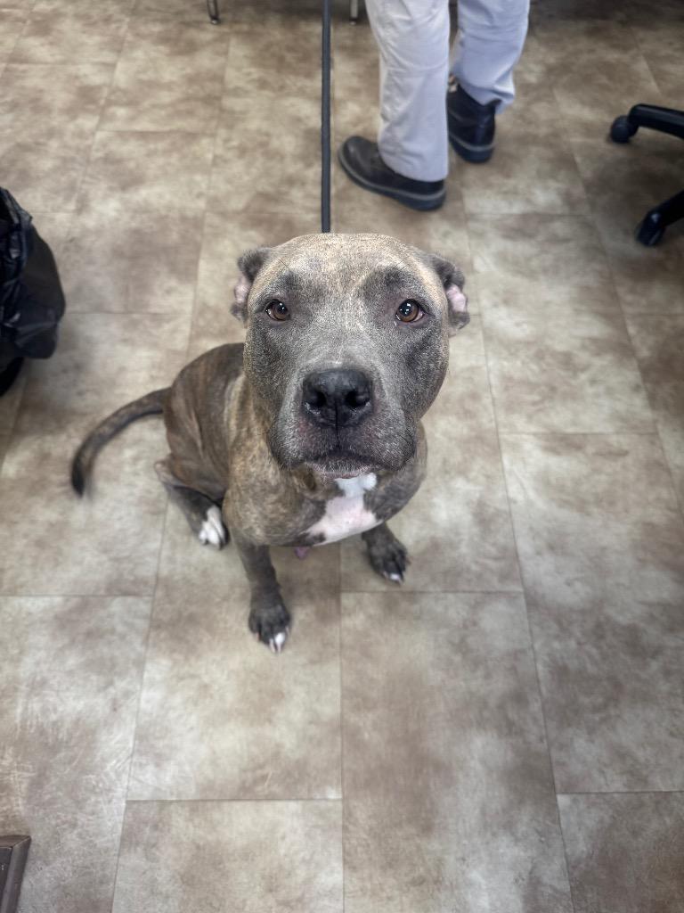 Enlarge Remi, a Adoptable Pit Bull Terrier in Springfield, OH image 1/1