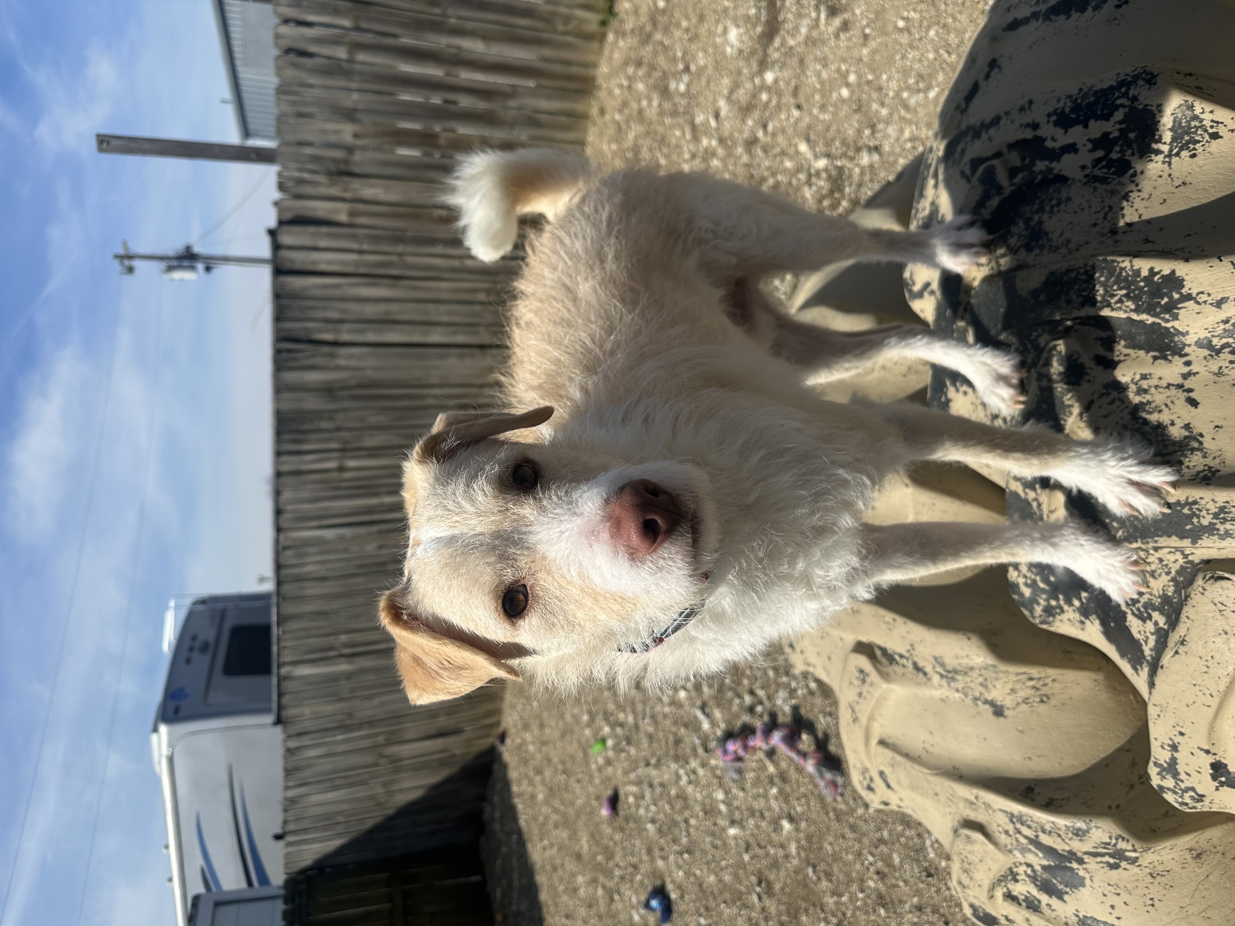Jeffrey, a Adoptable mixed breed in Lafayette, IN image 4/7