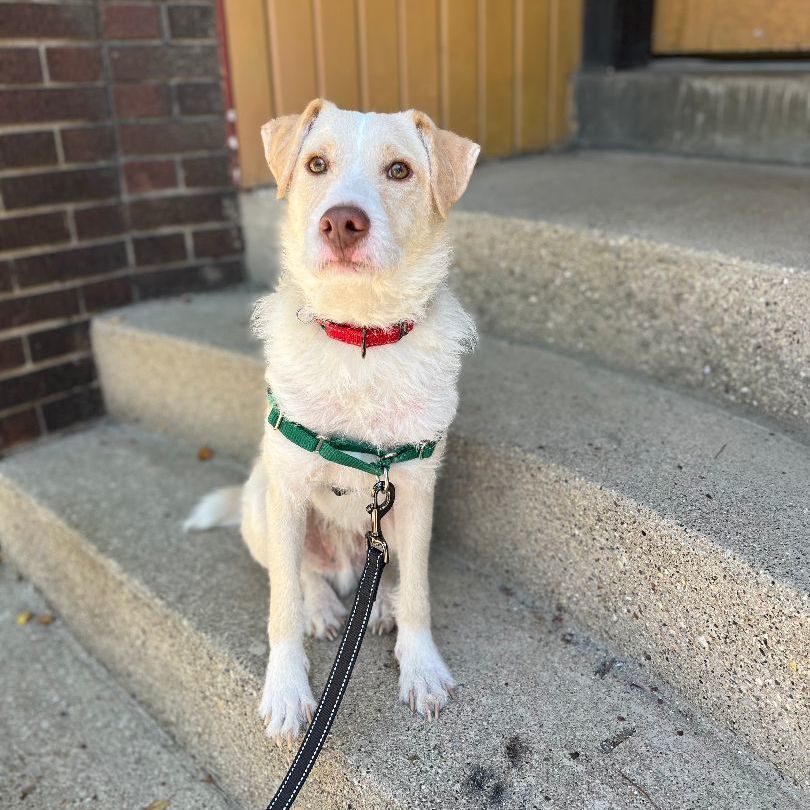 Jeffrey, a Adoptable mixed breed in Lafayette, IN image 5/7