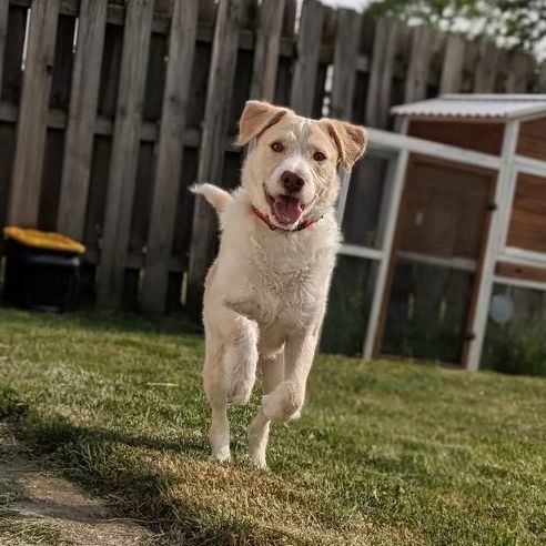 Jeffrey, a Adoptable mixed breed in Lafayette, IN image 1/7