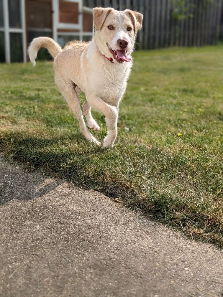 Enlarge Jeffrey, a Adoptable mixed breed in Lafayette, IN image 7/7