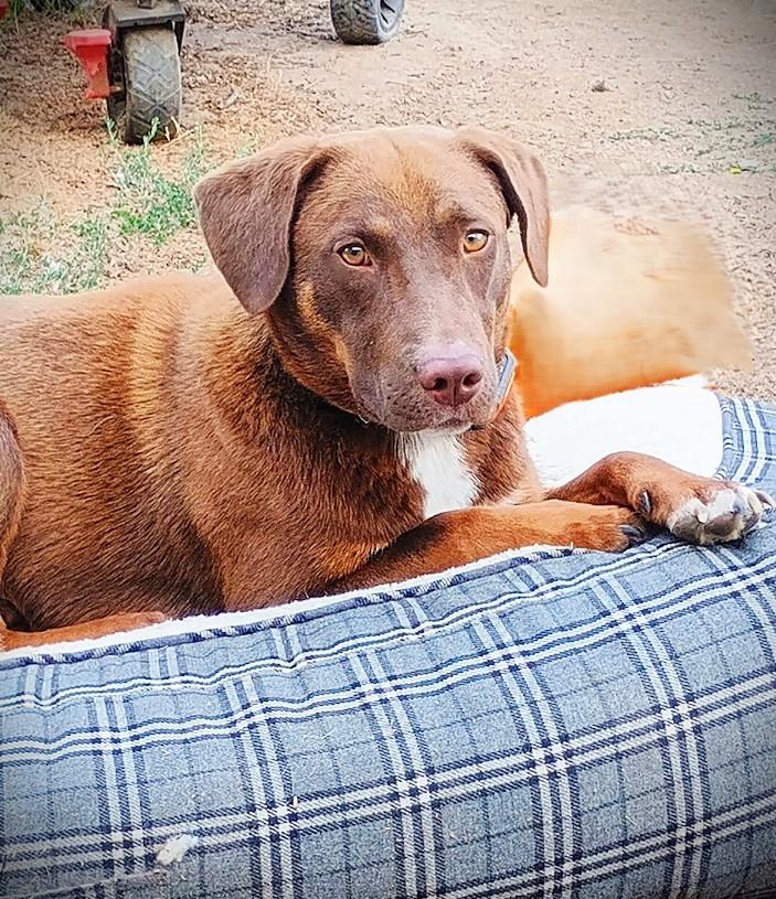 Enlarge COOPER THE SUPER TROOPER, a ADOPTABLE mixed breed in Yakima, WA image 5/6
