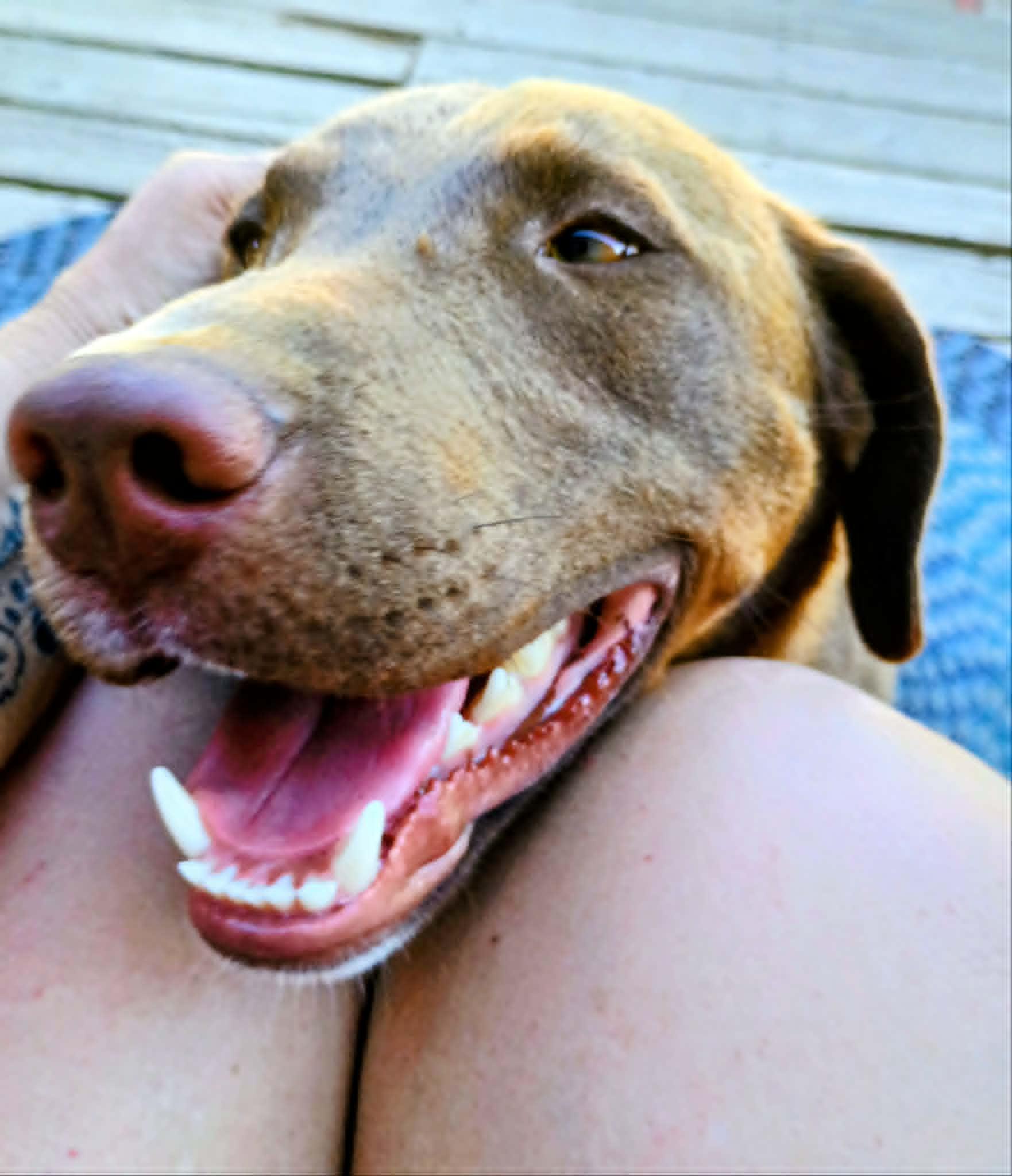 Enlarge COOPER THE SUPER TROOPER, a ADOPTABLE mixed breed in Yakima, WA image 2/6